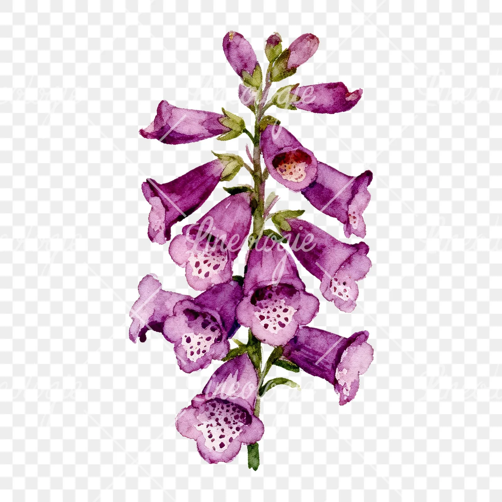 Watercolor pink purple foxglove bouquet clipart 7 of 9 on a transparent background (PNG)