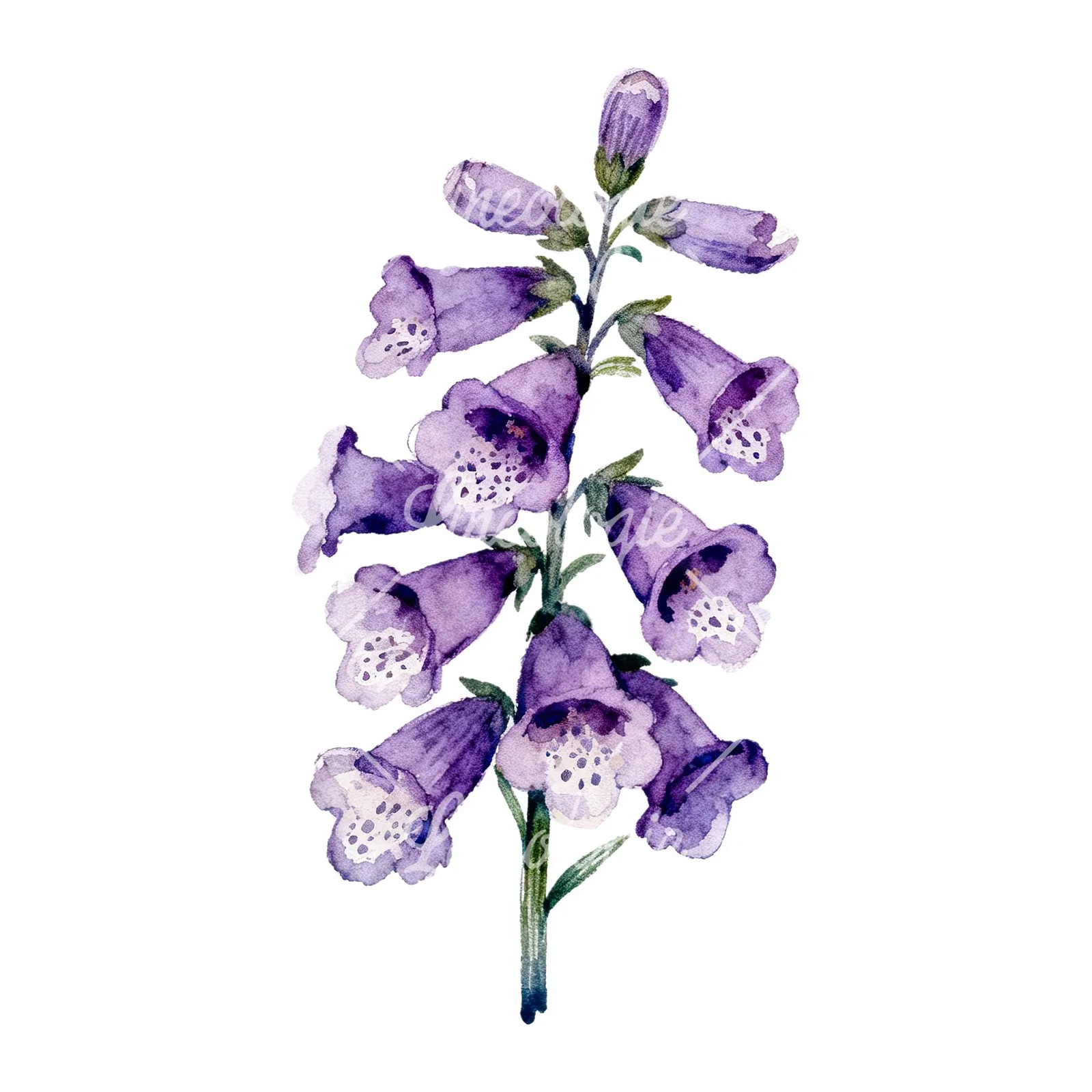 Watercolor pink purple foxglove bouquet clipart 8 of 9 on a white background (JPG)