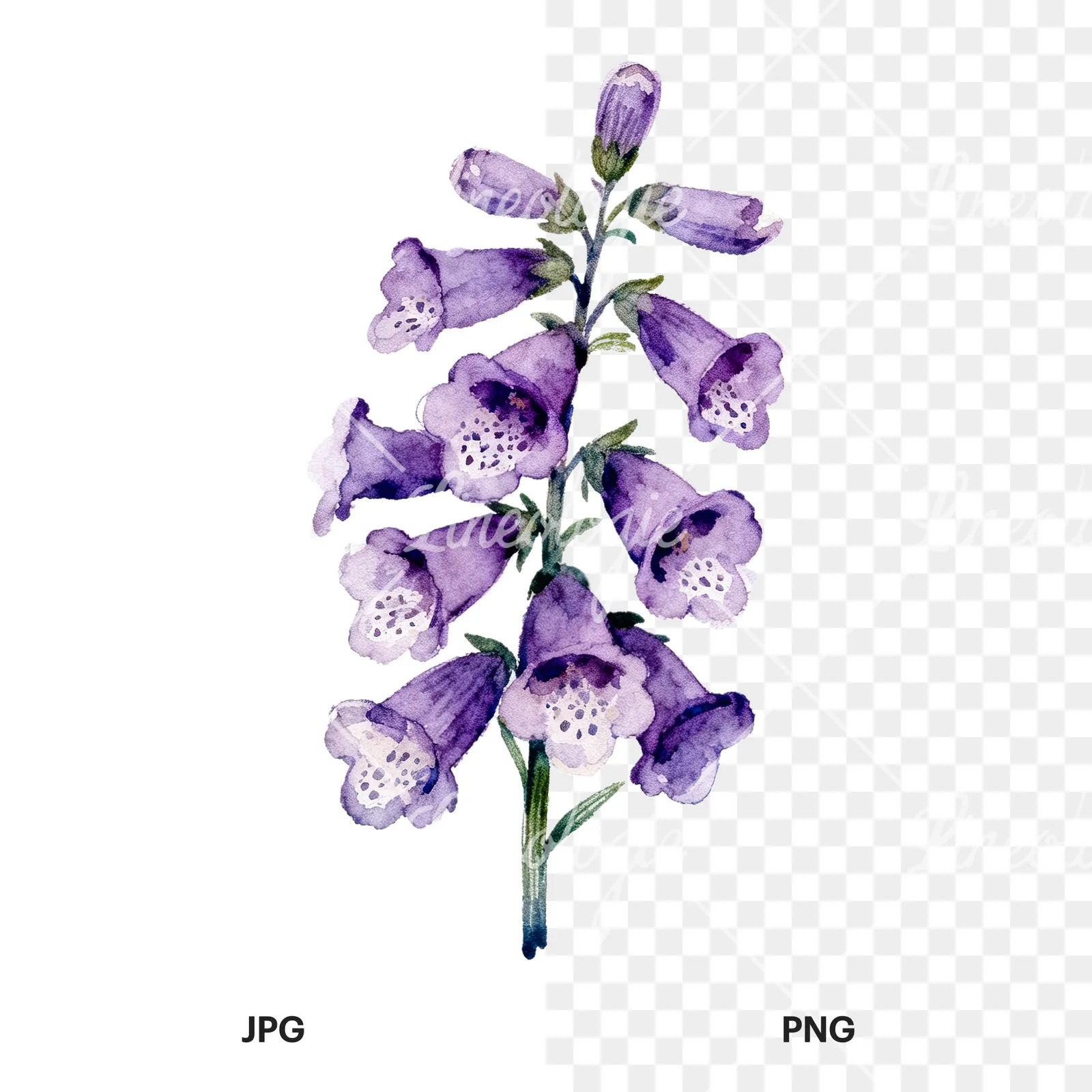 Watercolor pink purple foxglove bouquet clipart 8 of 9, as a JPG on white and a transparent PNG