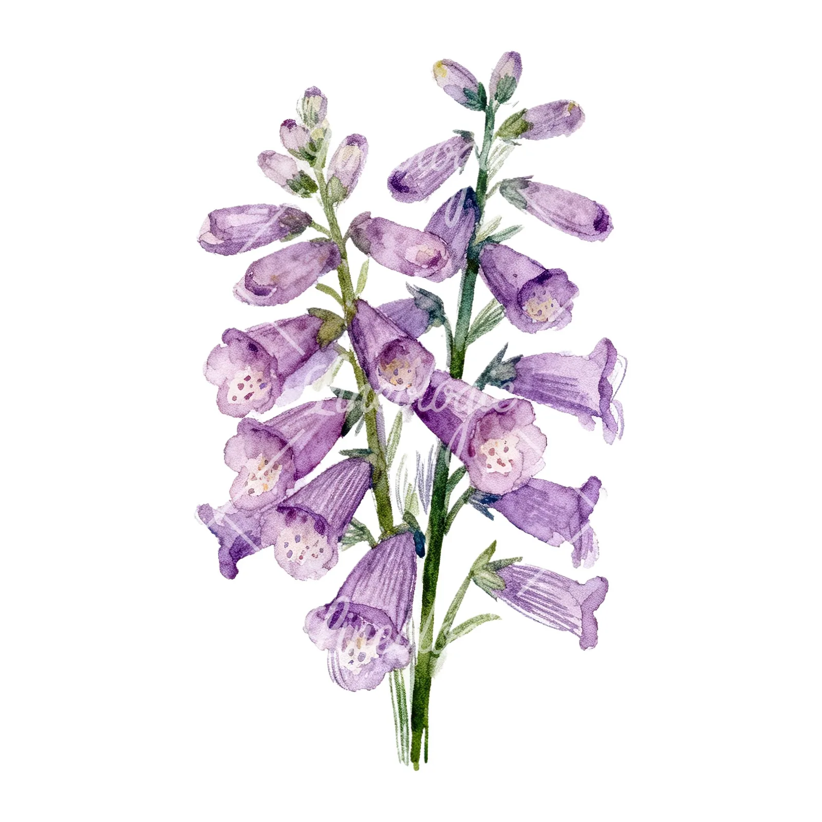 Watercolor pink purple foxglove bouquet clipart 9 of 9 on a white background (JPG)