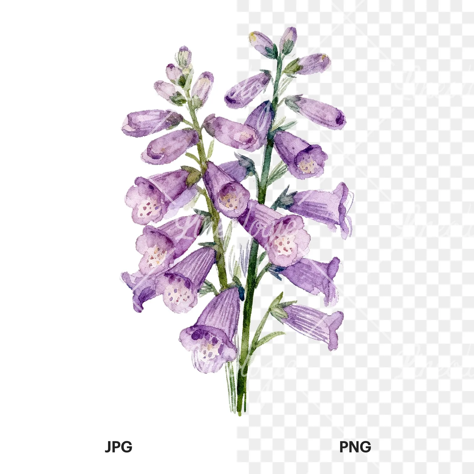Watercolor pink purple foxglove bouquet clipart 9 of 9, as a JPG on white and a transparent PNG