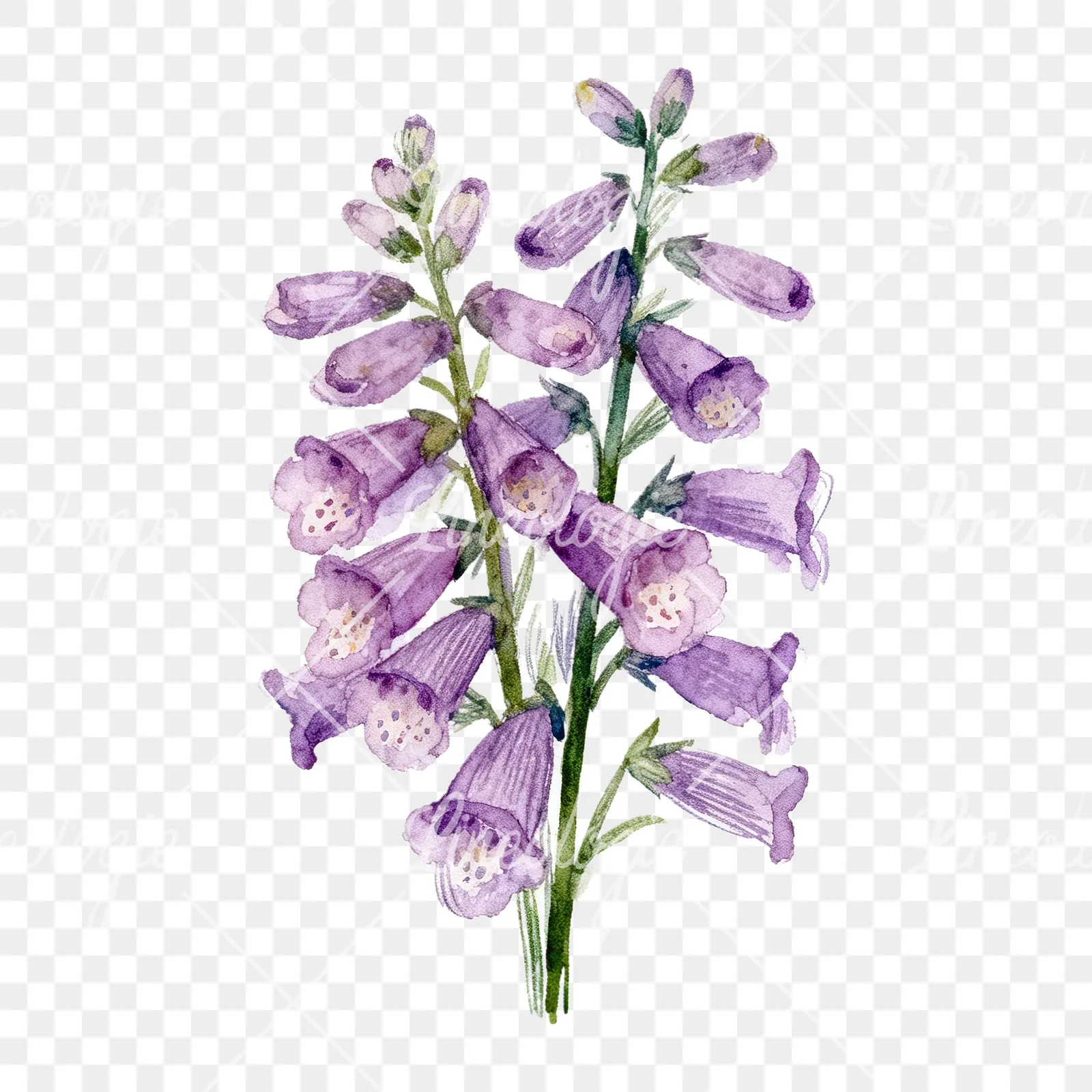 Watercolor pink purple foxglove bouquet clipart 9 of 9 on a transparent background (PNG)