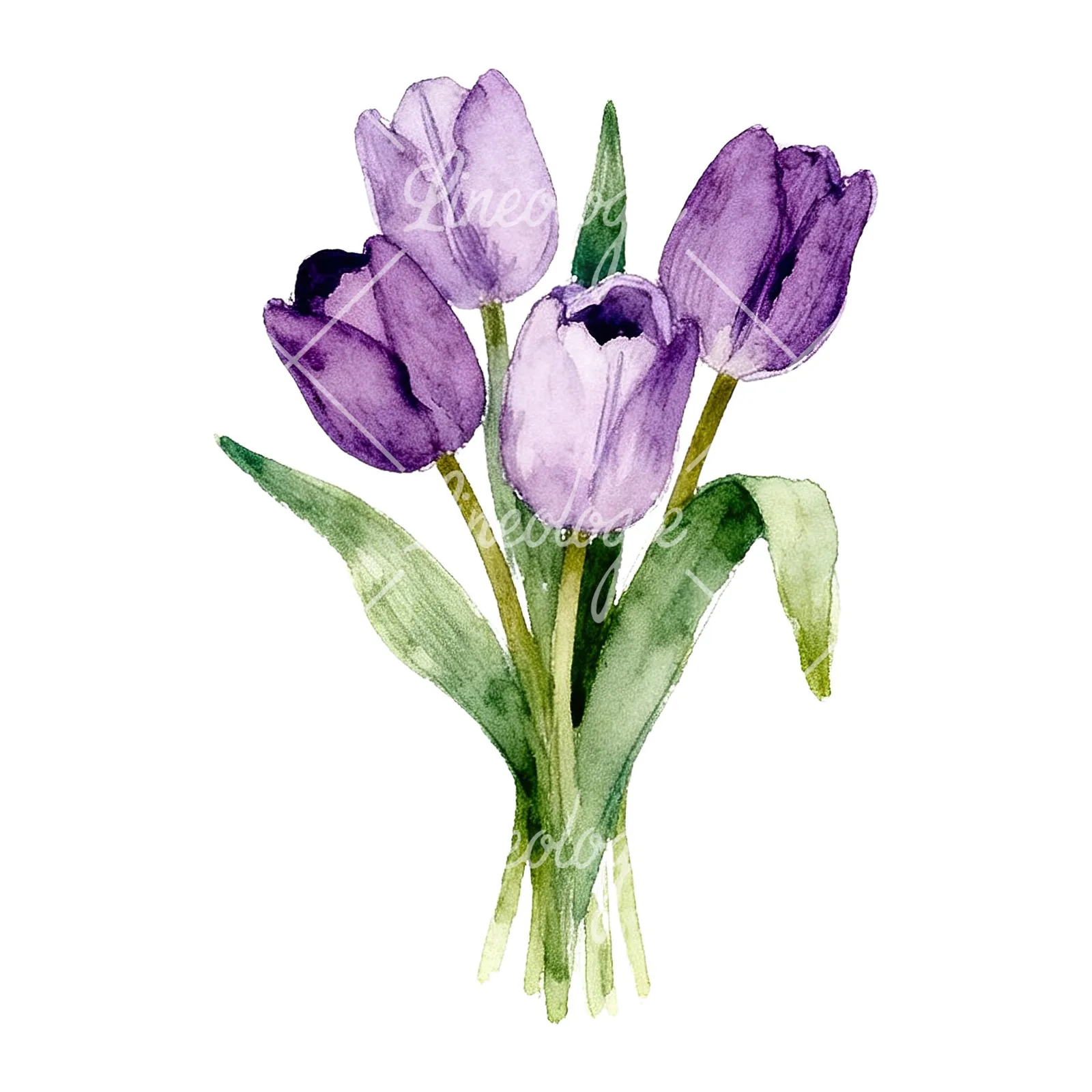 Watercolor pink purple tulip bouquet clipart 2 of 9 on a white background (JPG)
