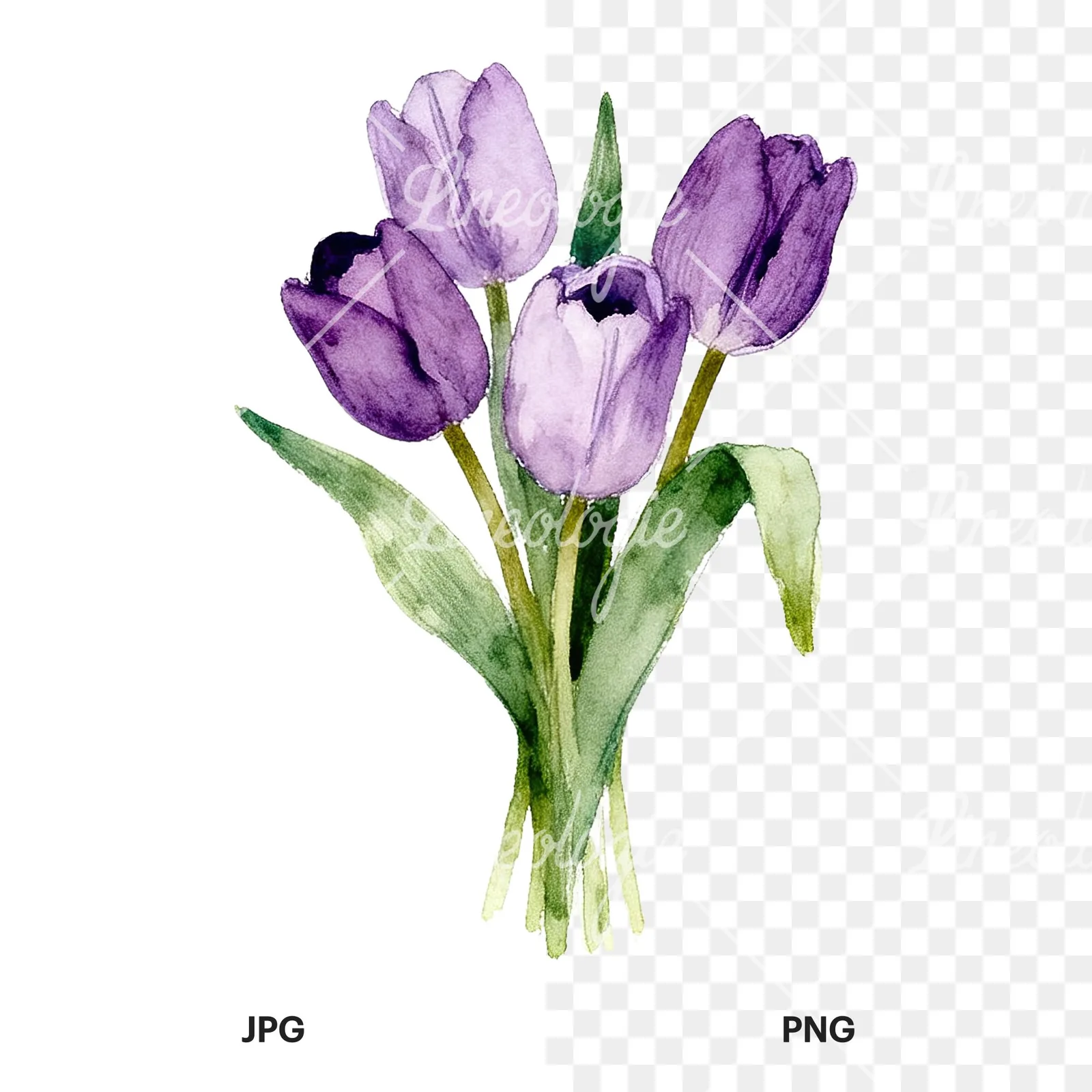 Watercolor pink purple tulip bouquet clipart 2 of 9, as a JPG on white and a transparent PNG
