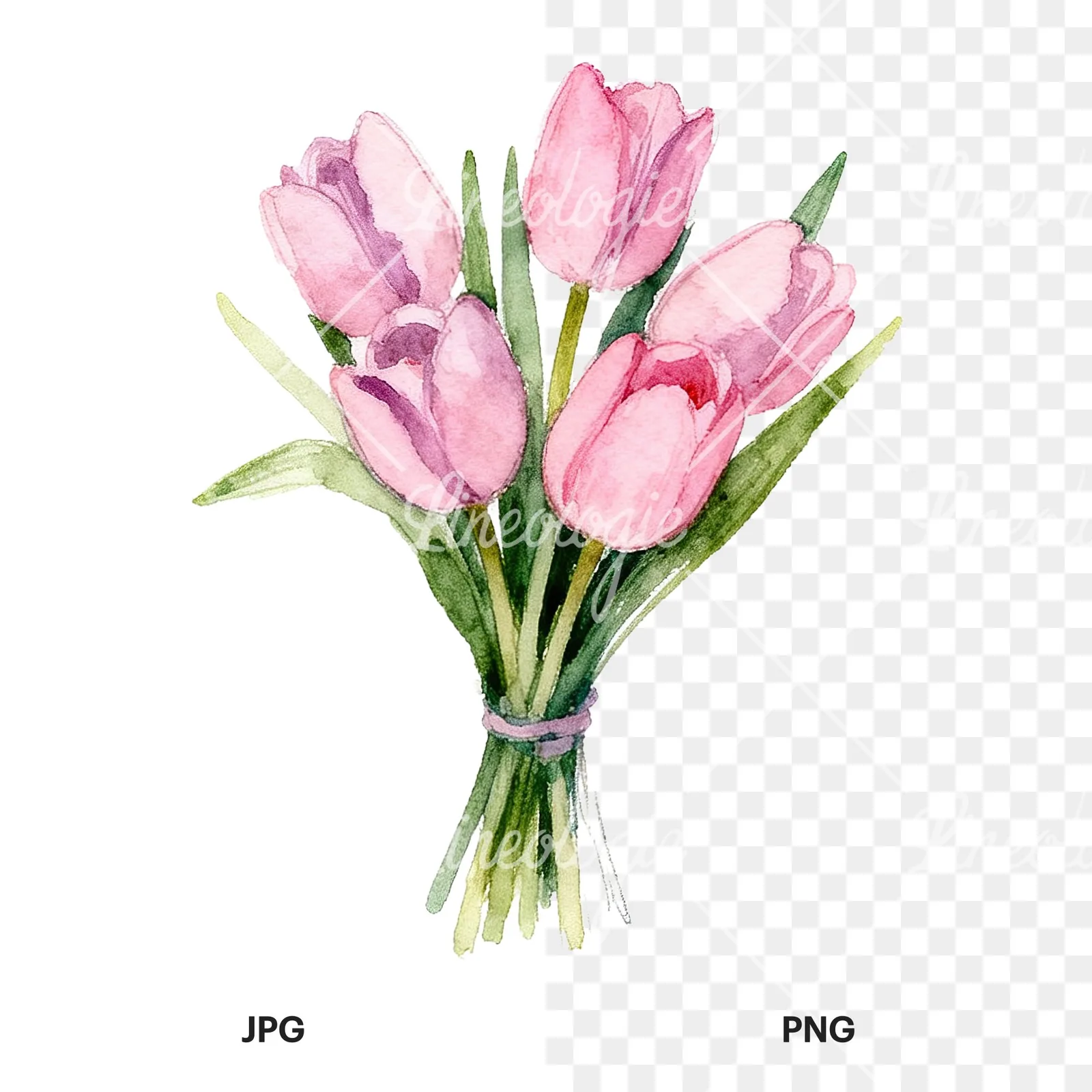 Watercolor pink purple tulip bouquet clipart 3 of 9, as a JPG on white and a transparent PNG