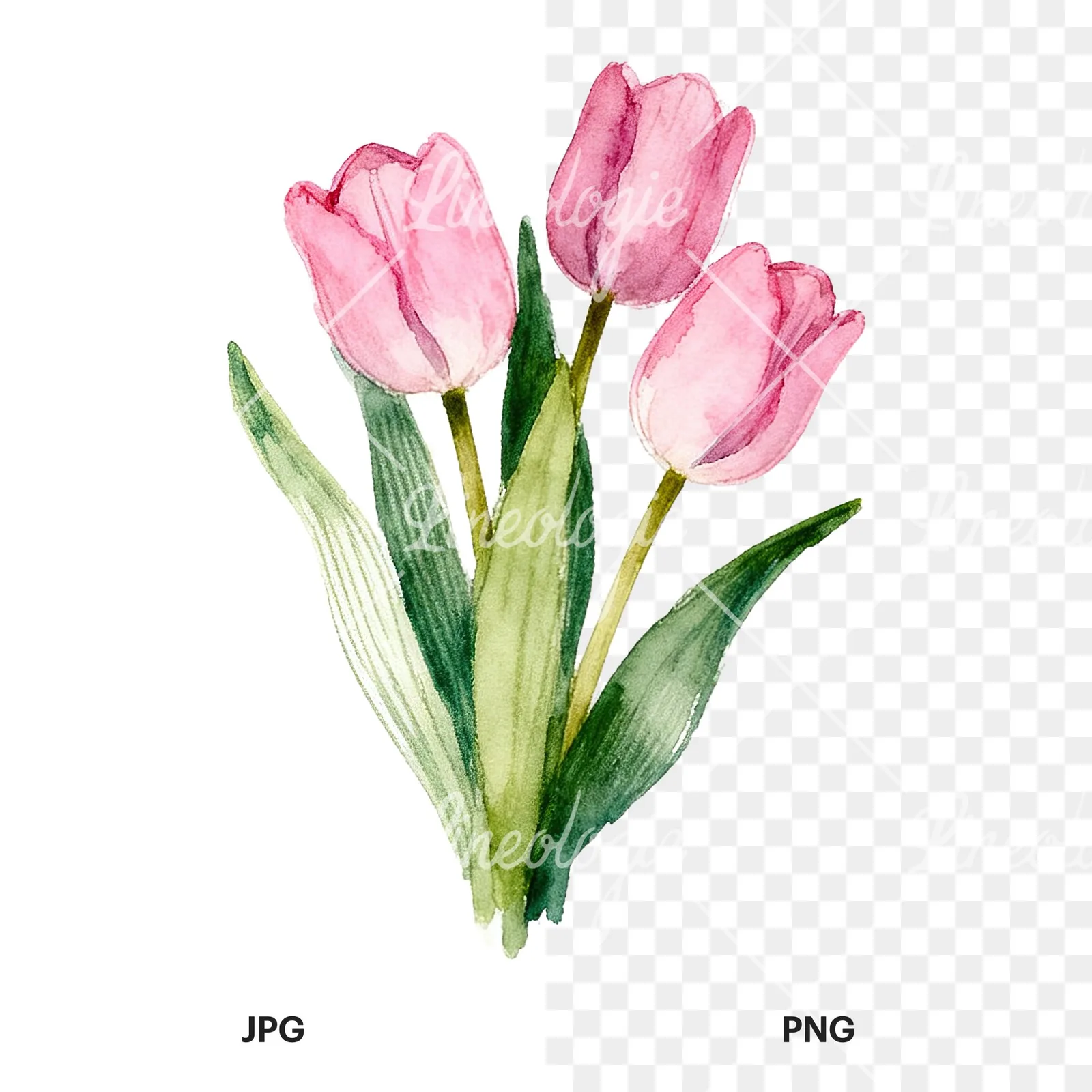 Watercolor pink purple tulip bouquet clipart 4 of 9, as a JPG on white and a transparent PNG