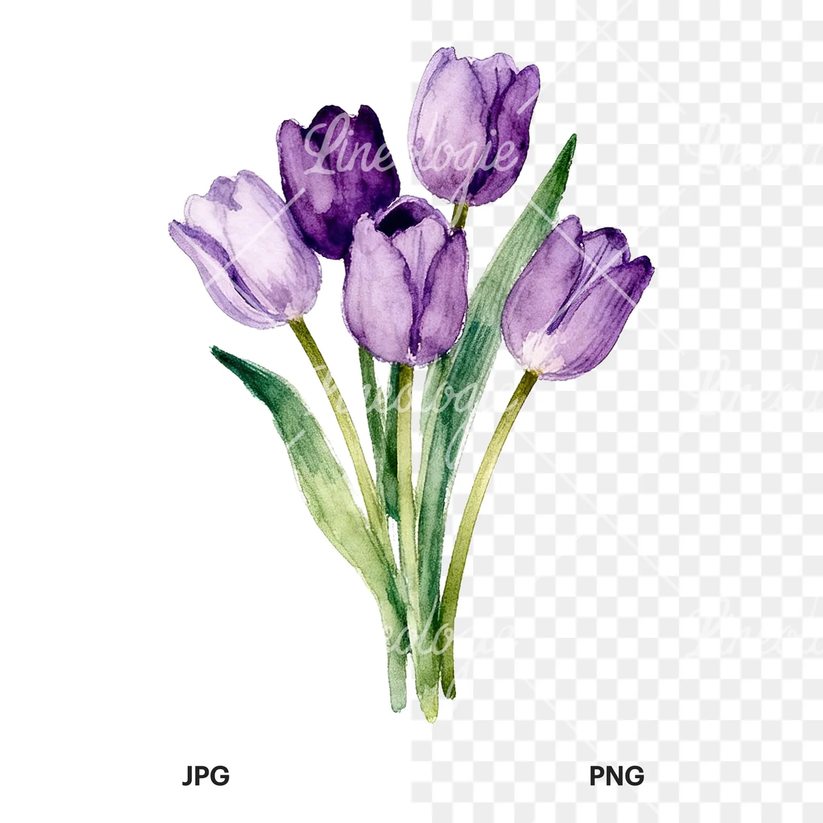 Watercolor pink purple tulip bouquet clipart 5 of 9, as a JPG on white and a transparent PNG