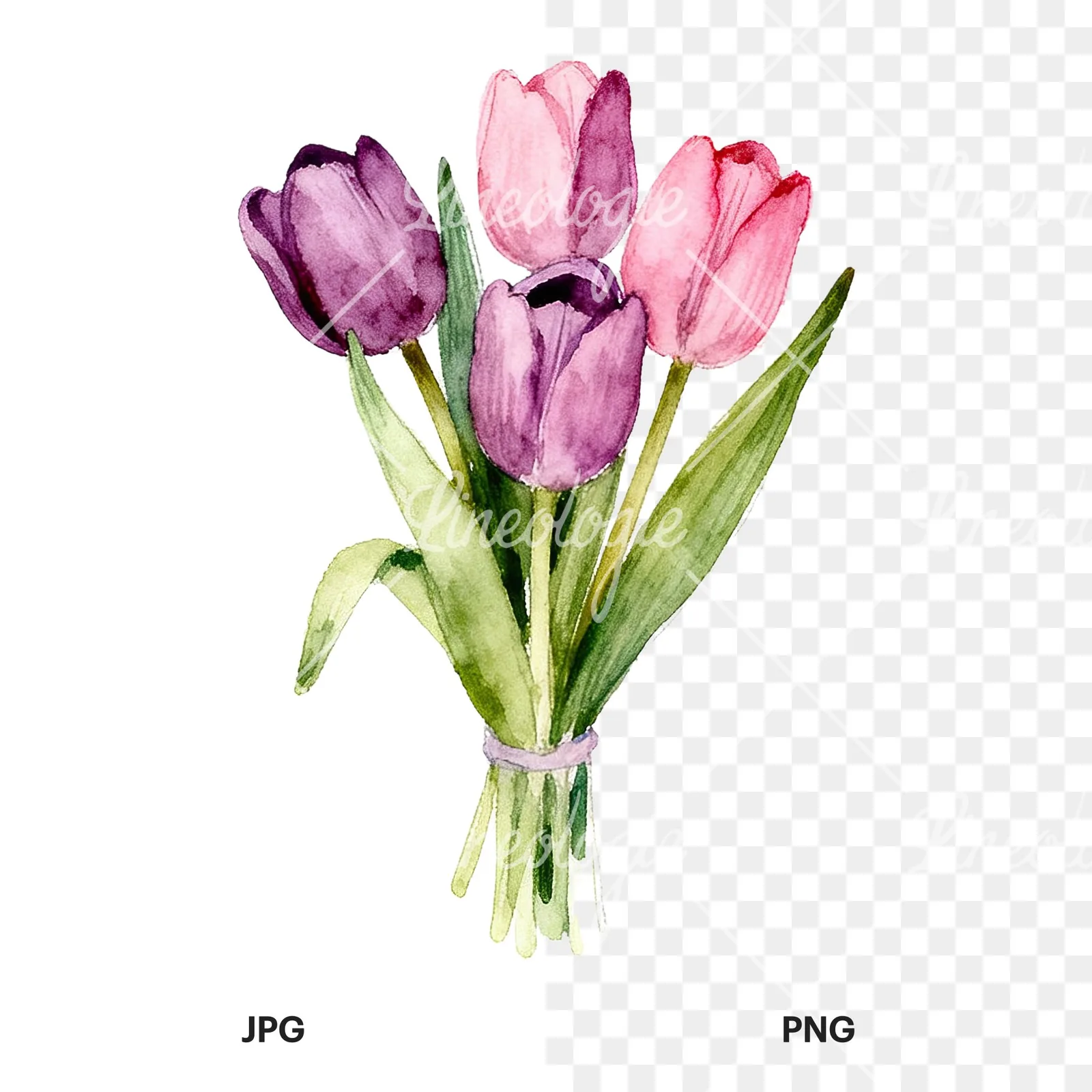 Watercolor pink purple tulip bouquet clipart 8 of 9, as a JPG on white and a transparent PNG