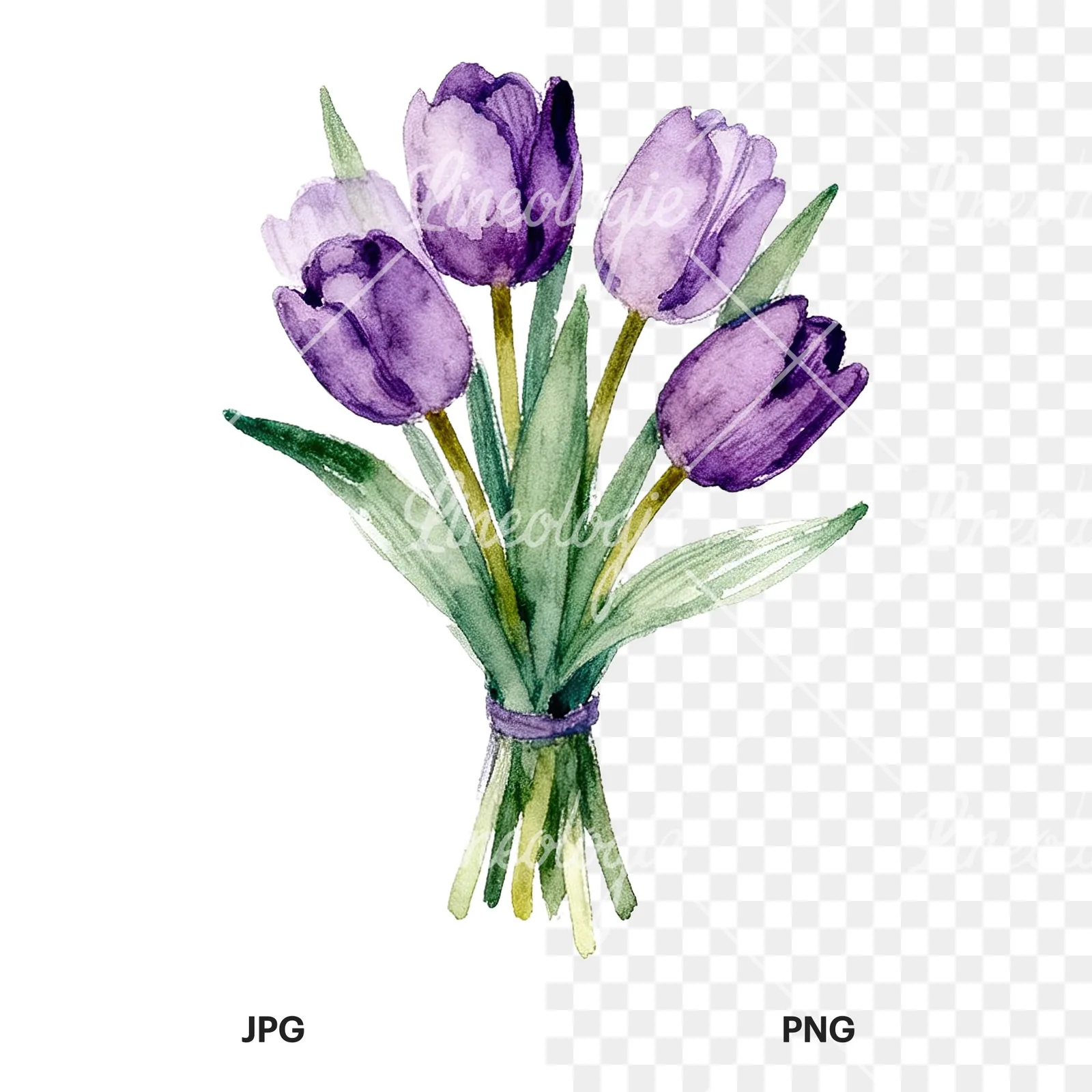 Watercolor pink purple tulip bouquet clipart 9 of 9, as a JPG on white and a transparent PNG
