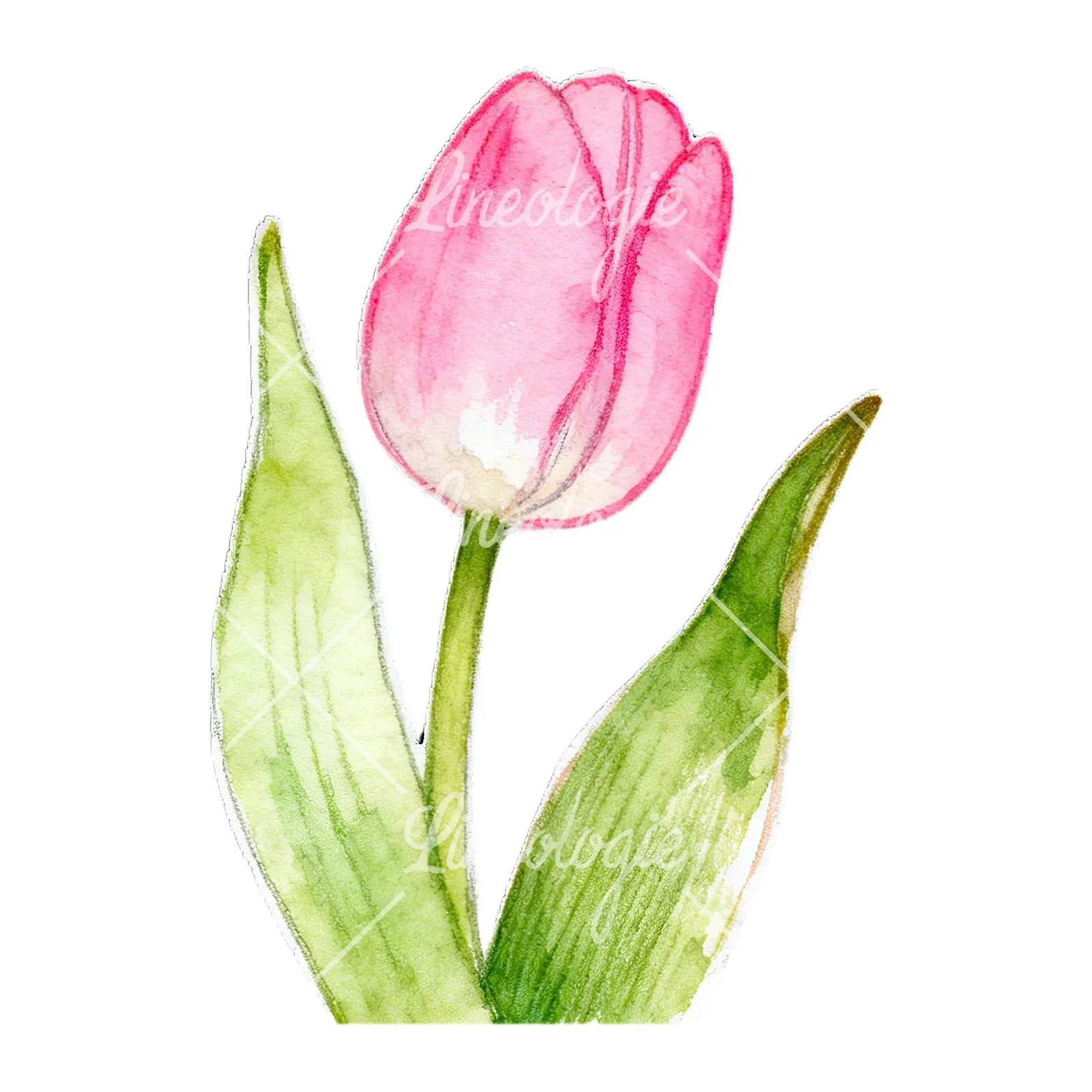 Watercolor pink purple white tulip clipart 1 of 9 on a white background (JPG)