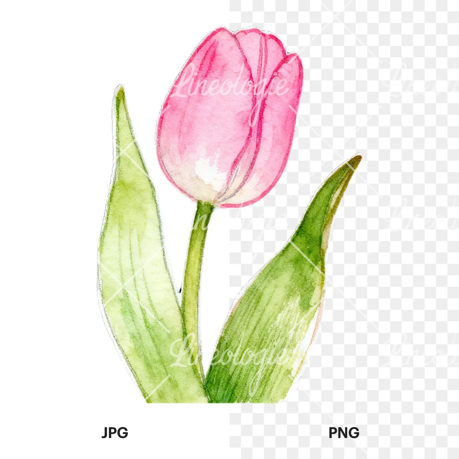 Watercolor pink purple white tulip clipart 1 of 9, as a JPG on white and a transparent PNG