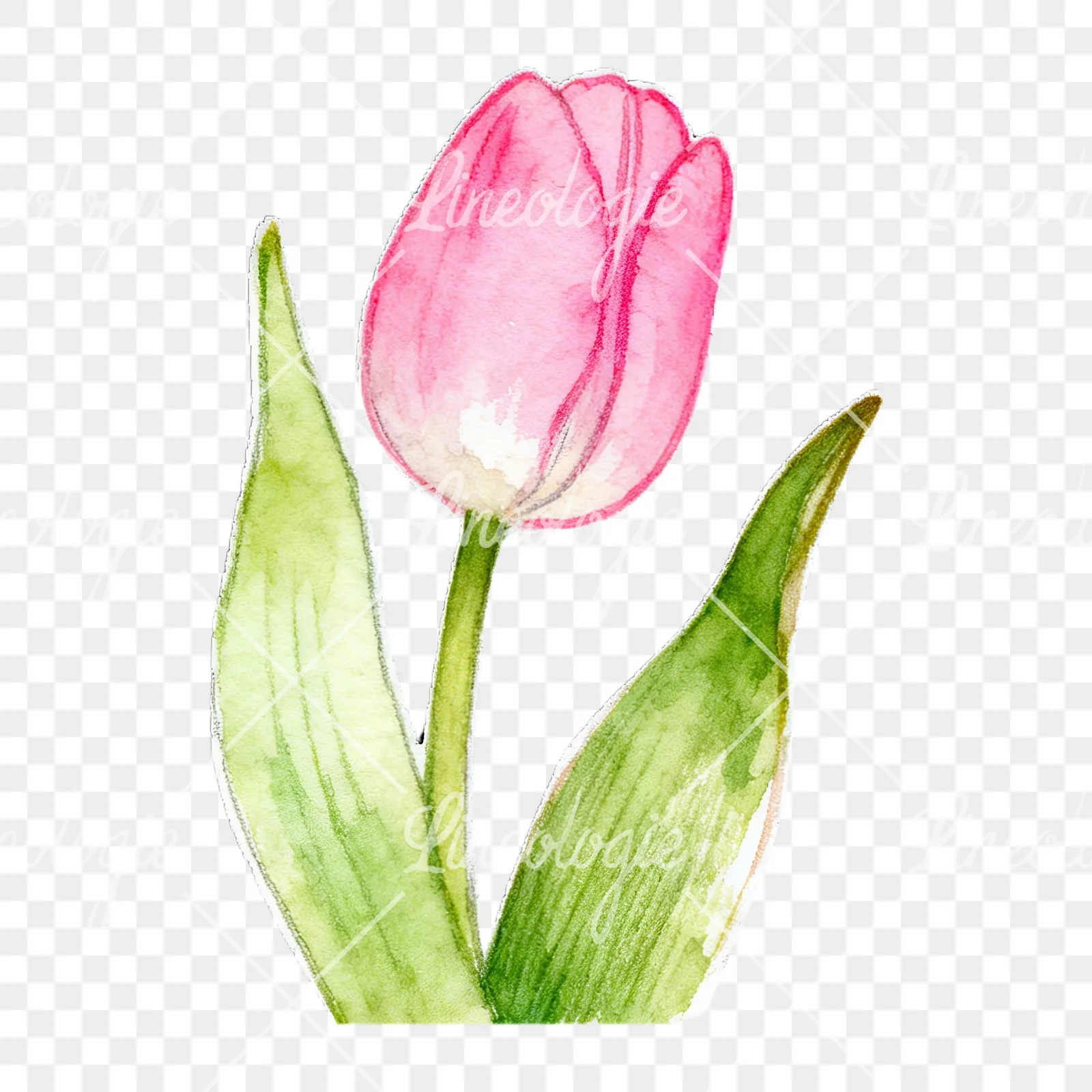 Watercolor pink purple white tulip clipart 1 of 9 on a transparent background (PNG)