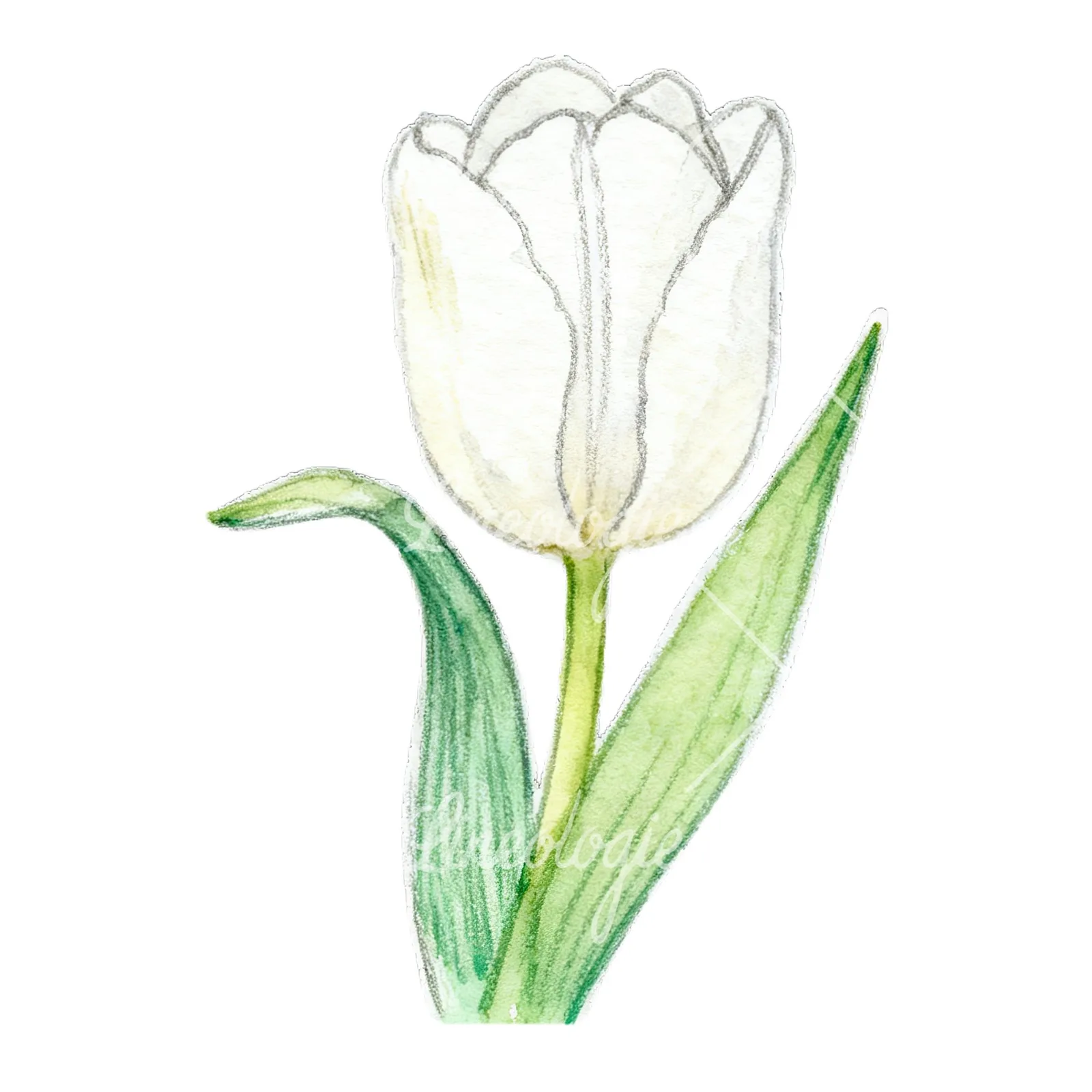 Watercolor pink purple white tulip clipart 2 of 9 on a white background (JPG)