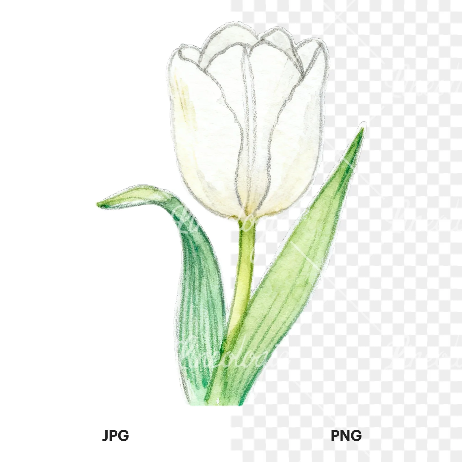 Watercolor pink purple white tulip clipart 2 of 9, as a JPG on white and a transparent PNG