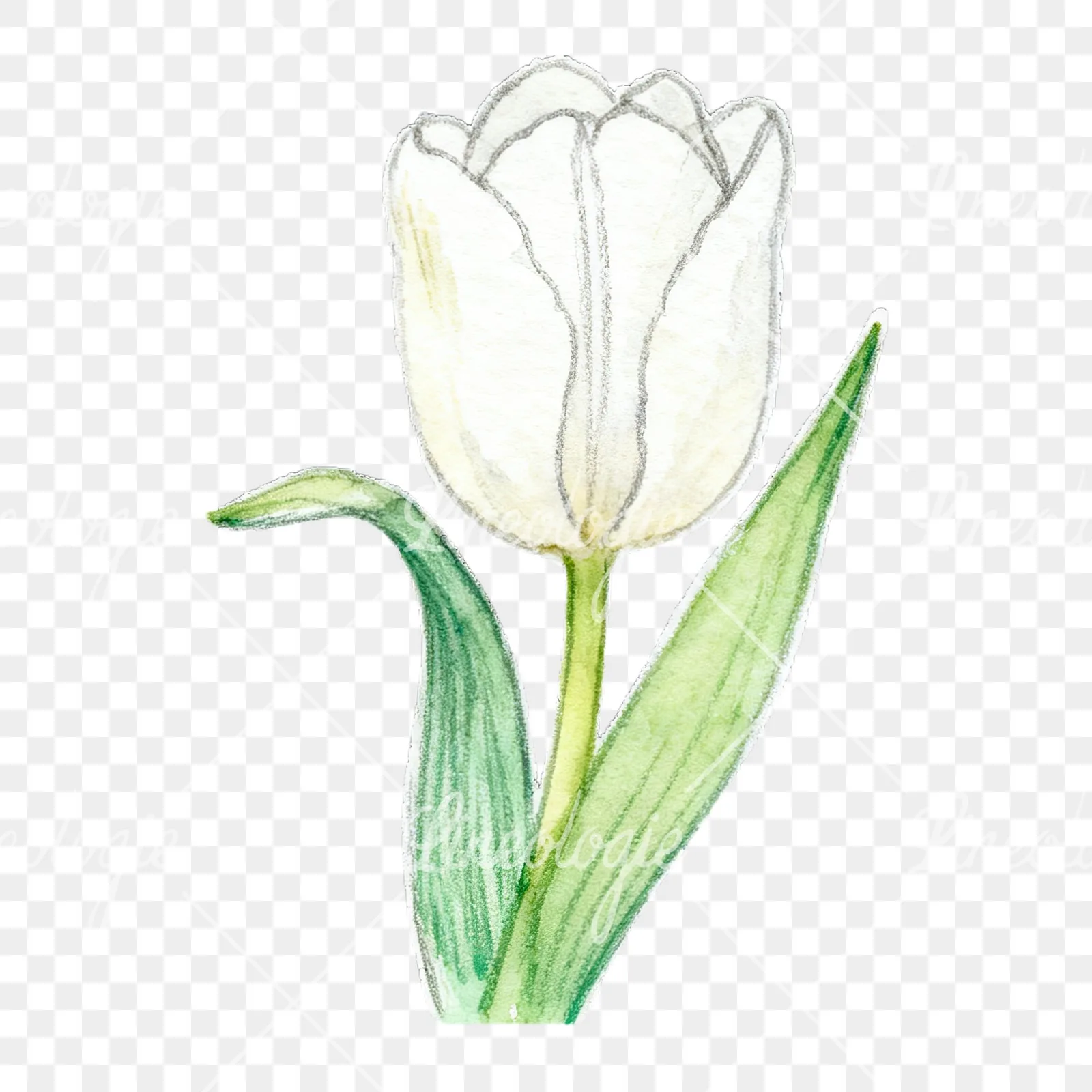 Watercolor pink purple white tulip clipart 2 of 9 on a transparent background (PNG)