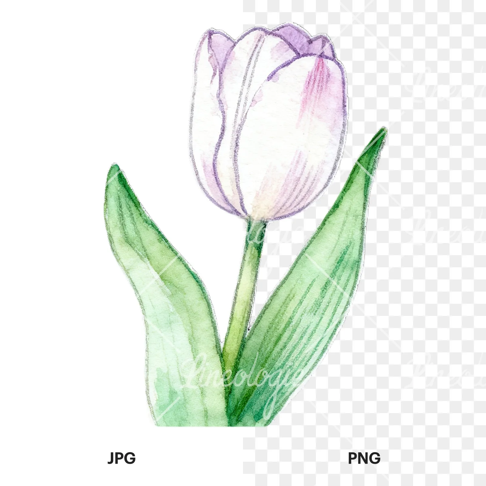 Watercolor pink purple white tulip clipart 3 of 9, as a JPG on white and a transparent PNG