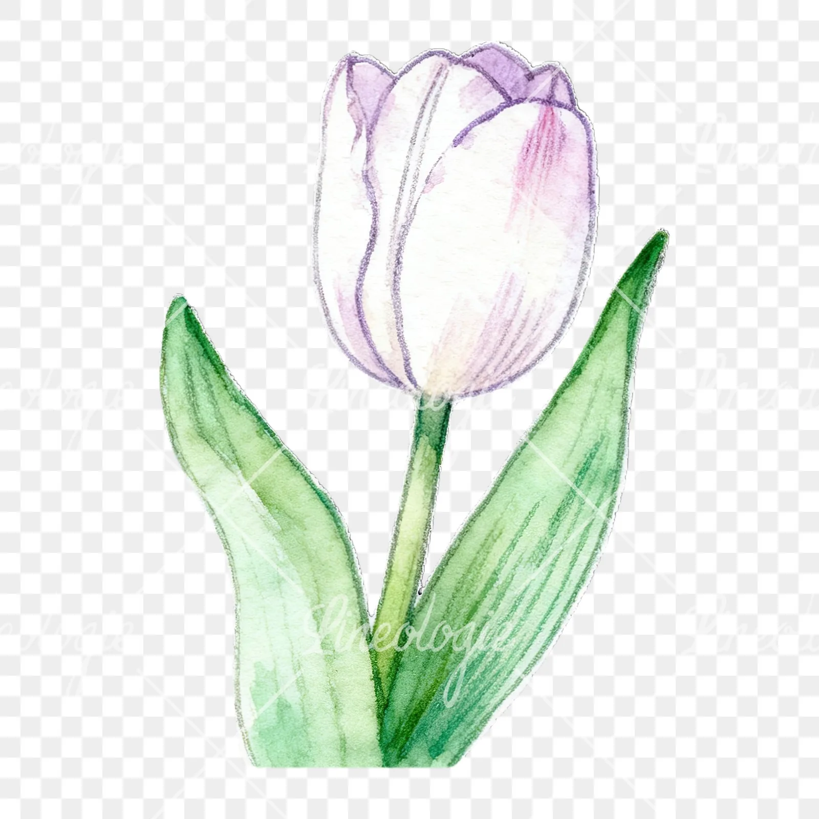 Watercolor pink purple white tulip clipart 3 of 9 on a transparent background (PNG)