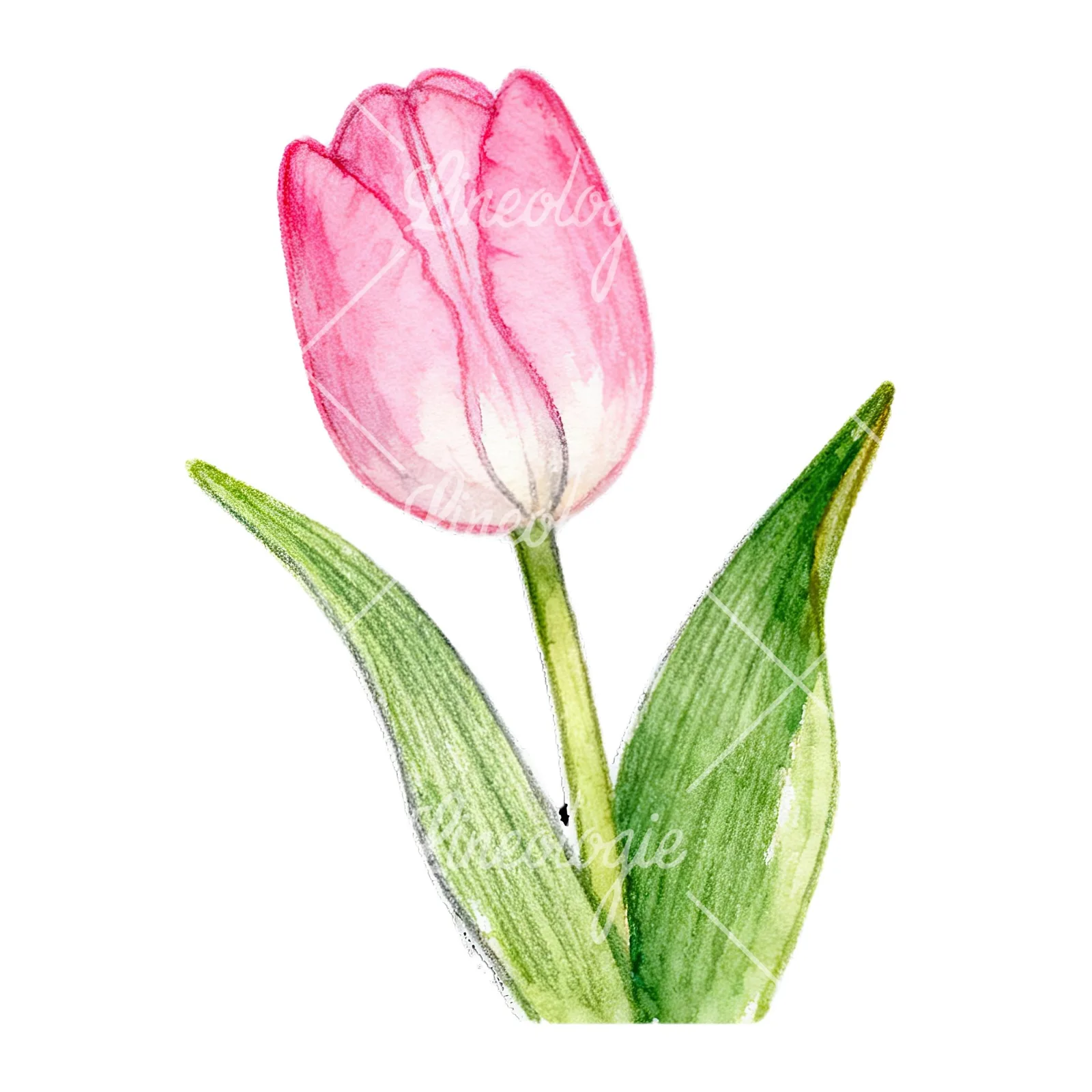 Watercolor pink purple white tulip clipart 4 of 9 on a white background (JPG)
