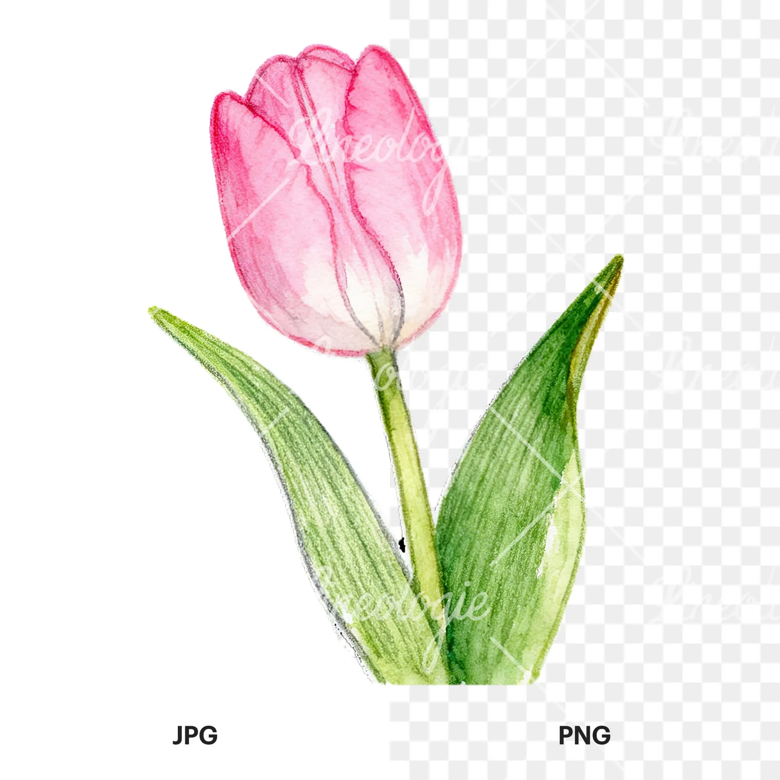 Watercolor pink purple white tulip clipart 4 of 9, as a JPG on white and a transparent PNG
