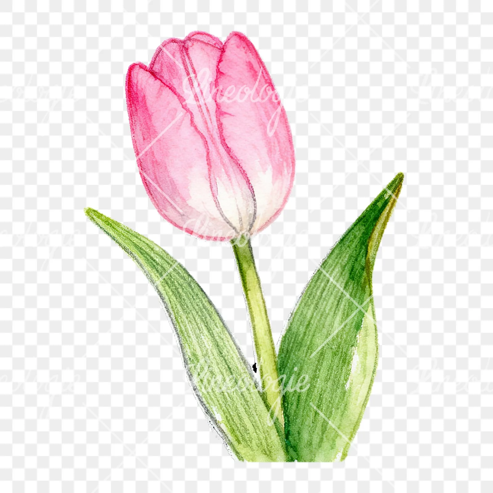 Watercolor pink purple white tulip clipart 4 of 9 on a transparent background (PNG)