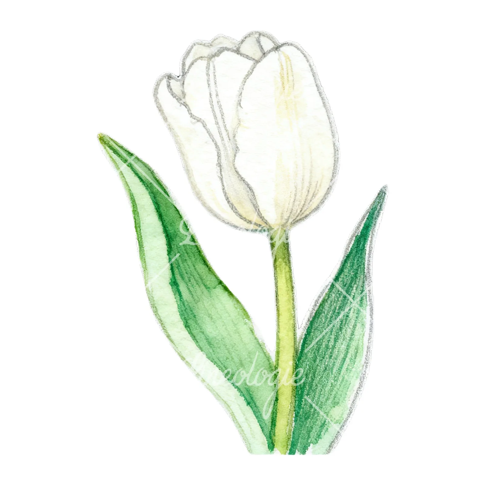 Watercolor pink purple white tulip clipart 5 of 9 on a white background (JPG)