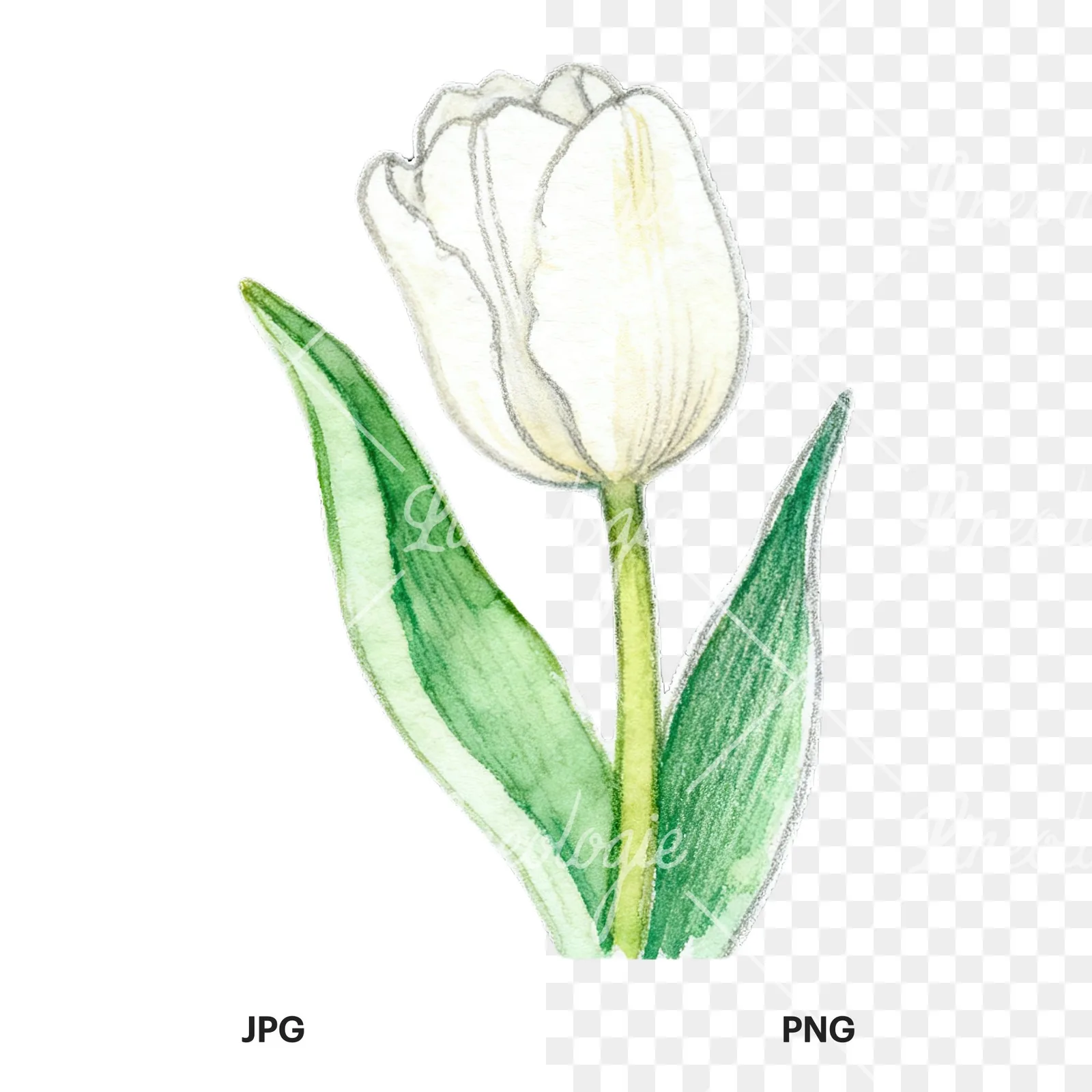 Watercolor pink purple white tulip clipart 5 of 9, as a JPG on white and a transparent PNG