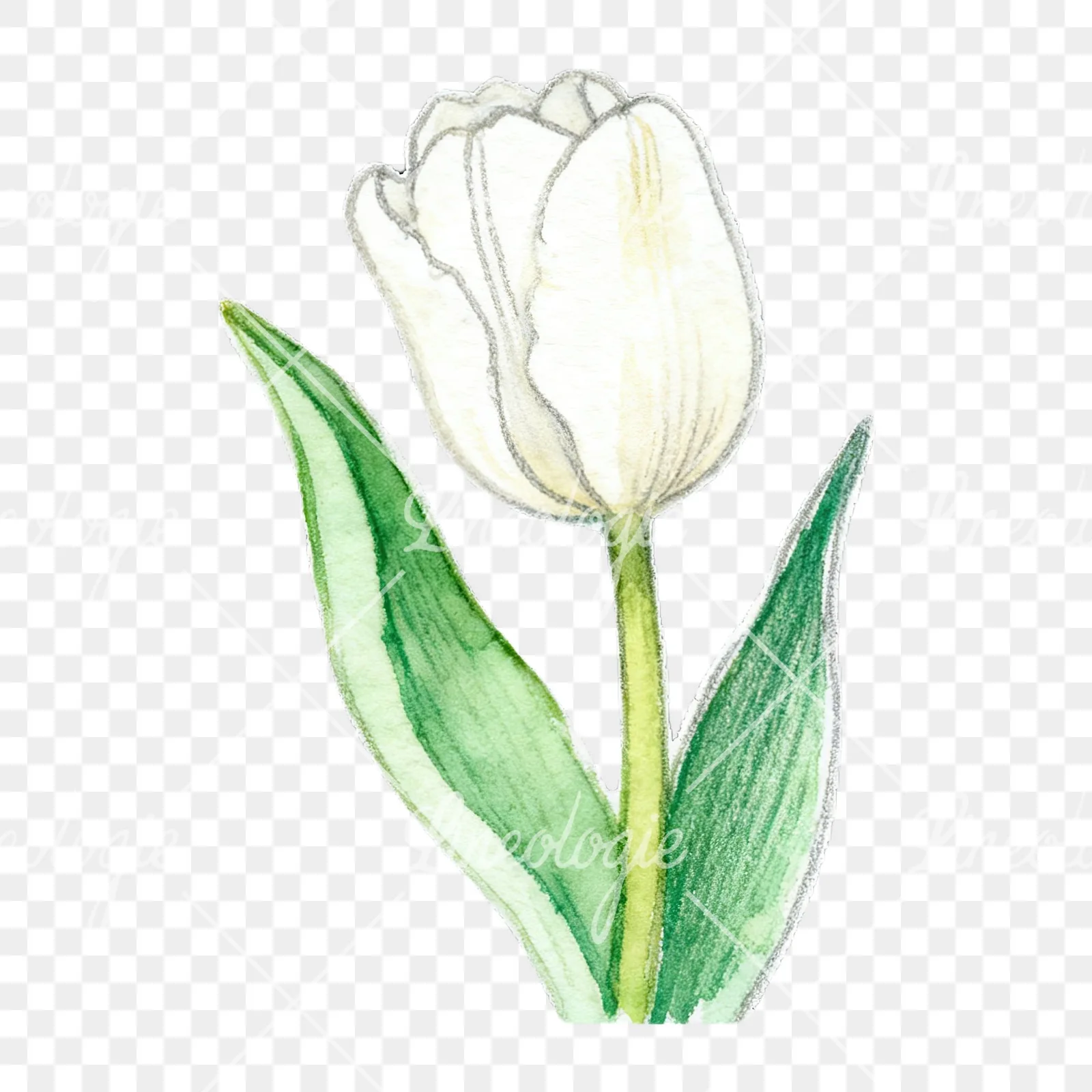 Watercolor pink purple white tulip clipart 5 of 9 on a transparent background (PNG)