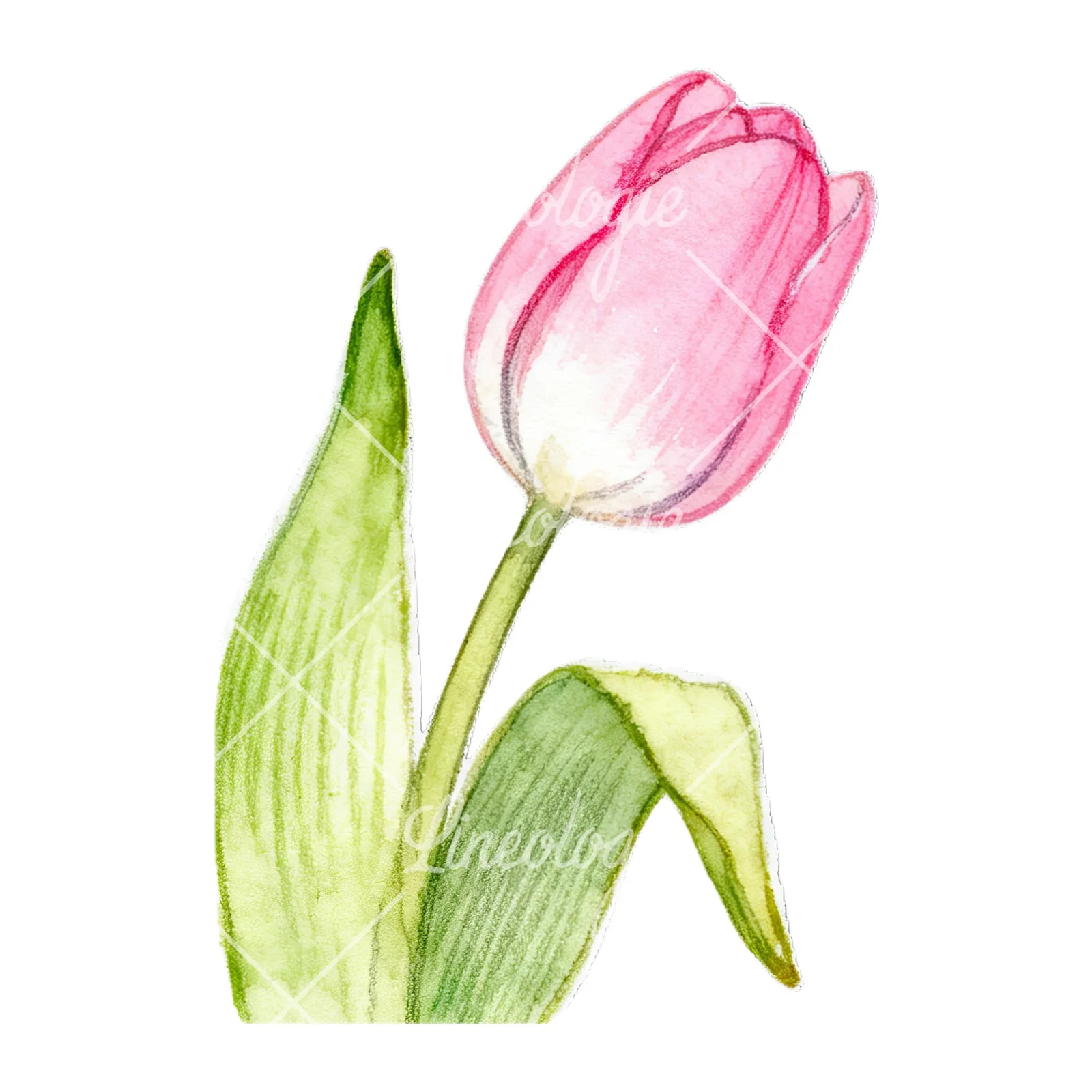 Watercolor pink purple white tulip clipart 6 of 9 on a white background (JPG)