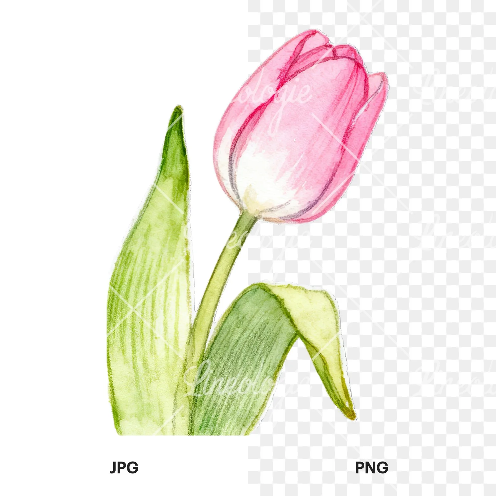 Watercolor pink purple white tulip clipart 6 of 9, as a JPG on white and a transparent PNG