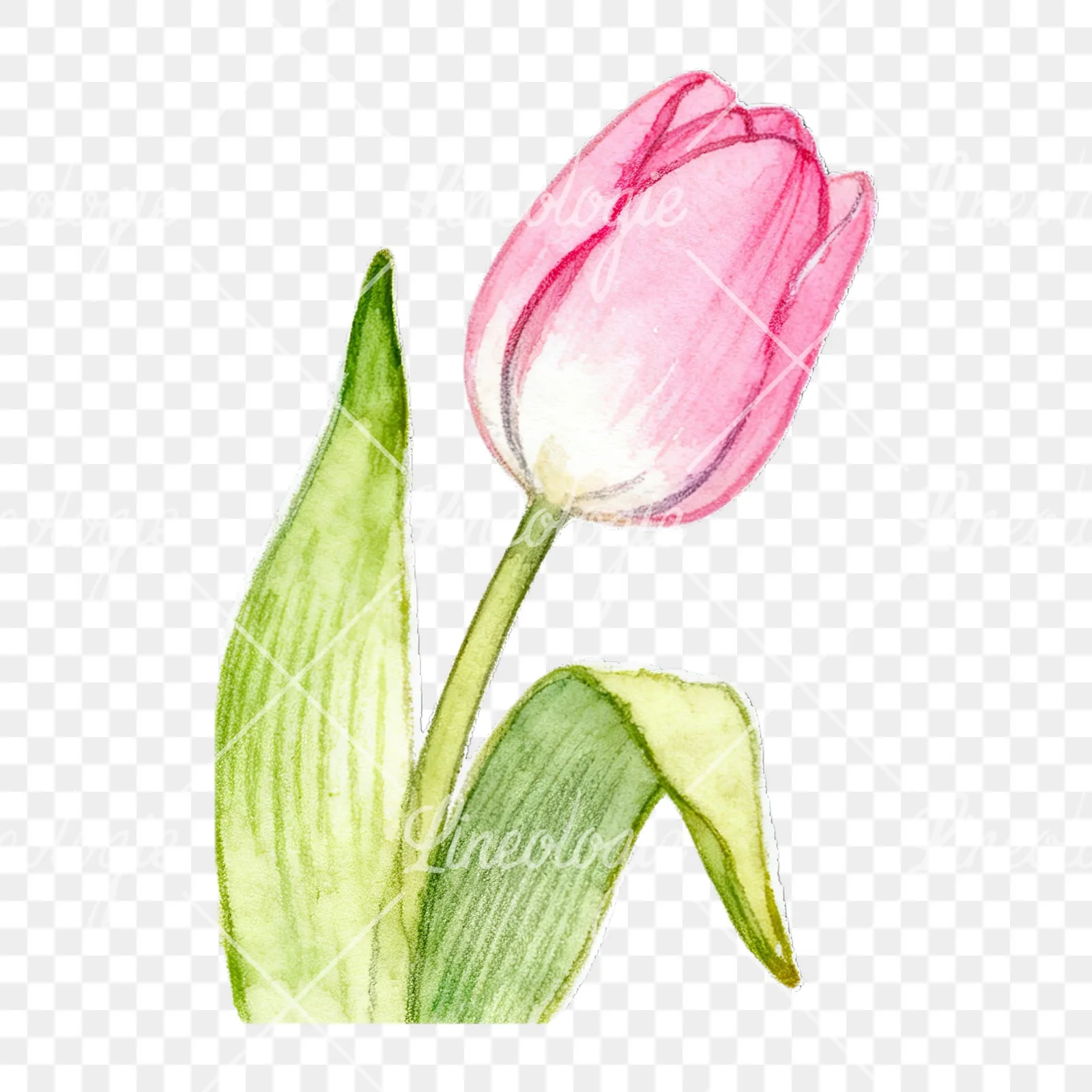 Watercolor pink purple white tulip clipart 6 of 9 on a transparent background (PNG)