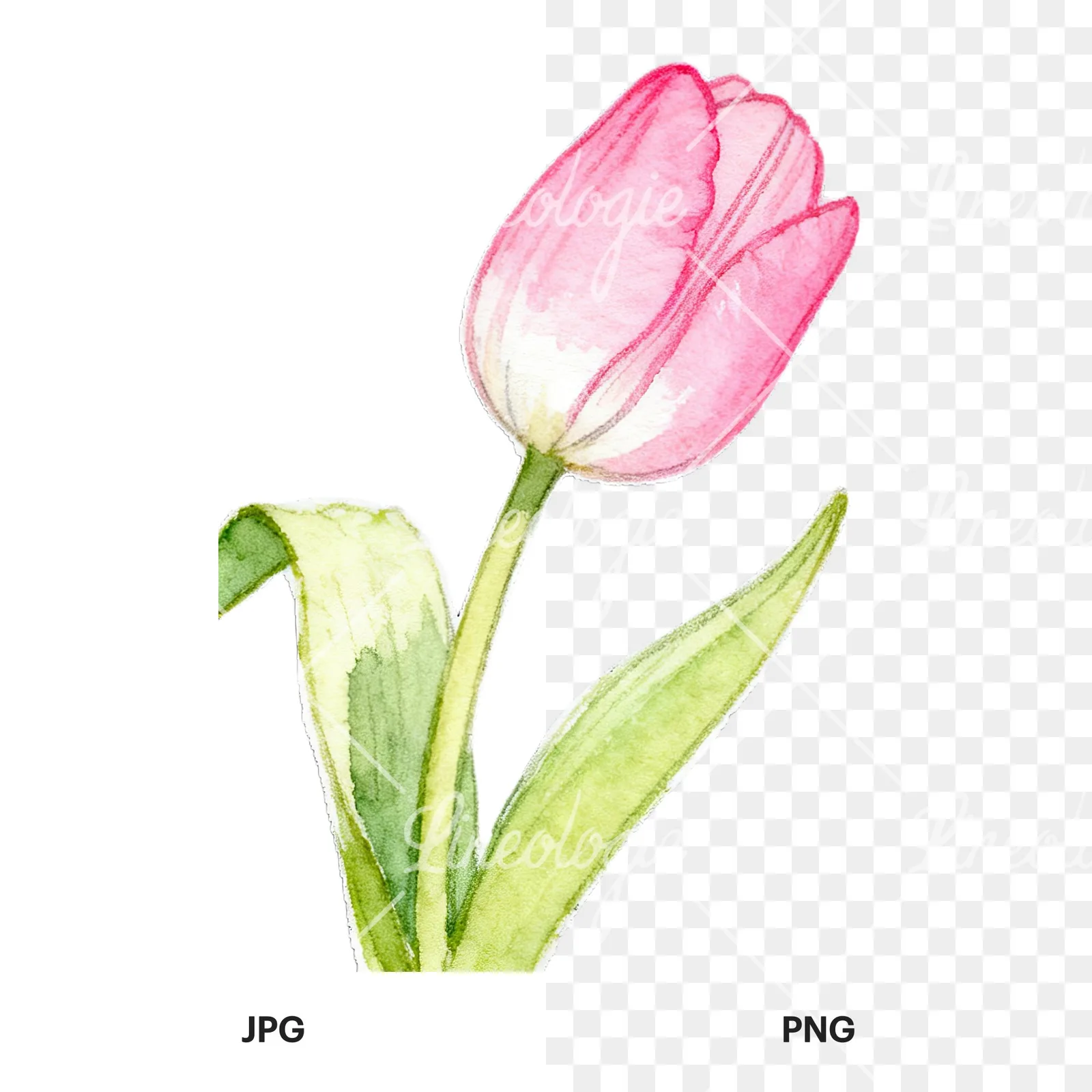 Watercolor pink purple white tulip clipart 7 of 9, as a JPG on white and a transparent PNG