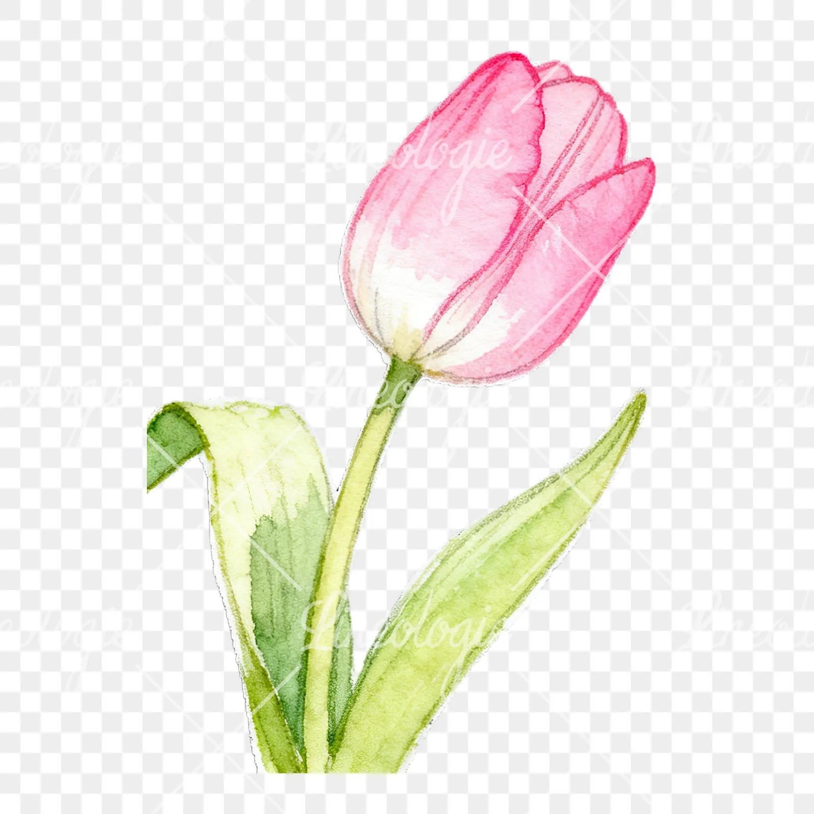 Watercolor pink purple white tulip clipart 7 of 9 on a transparent background (PNG)