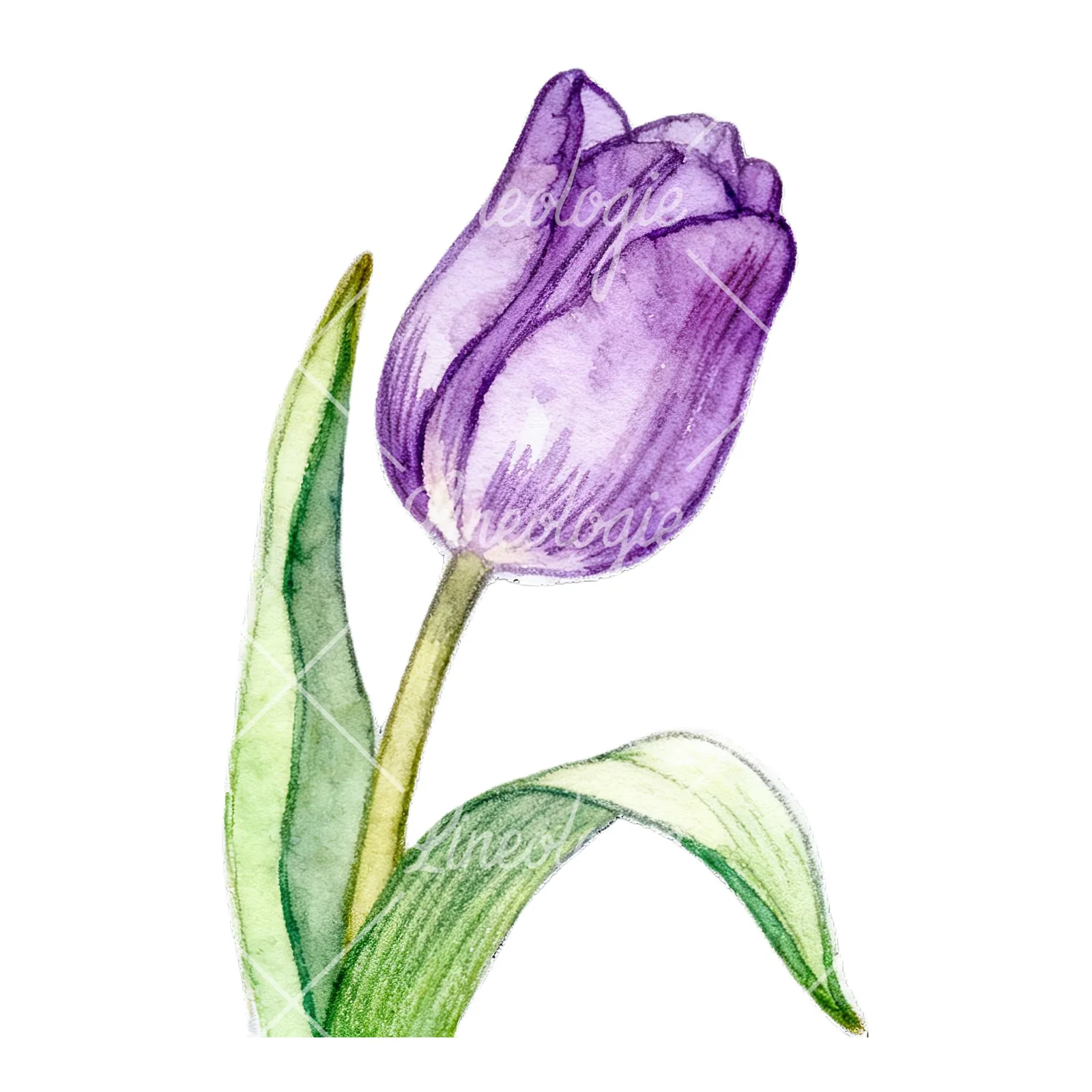 Watercolor pink purple white tulip clipart 8 of 9 on a white background (JPG)