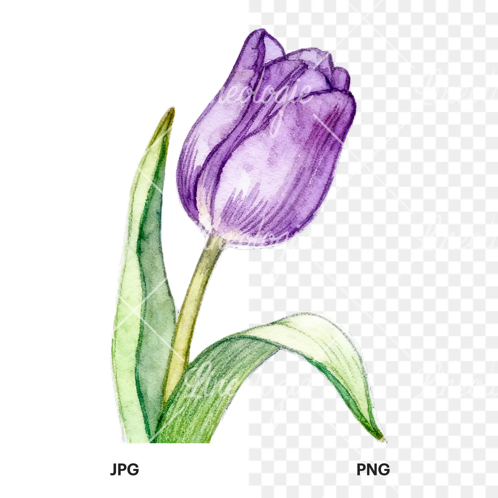 Watercolor pink purple white tulip clipart 8 of 9, as a JPG on white and a transparent PNG