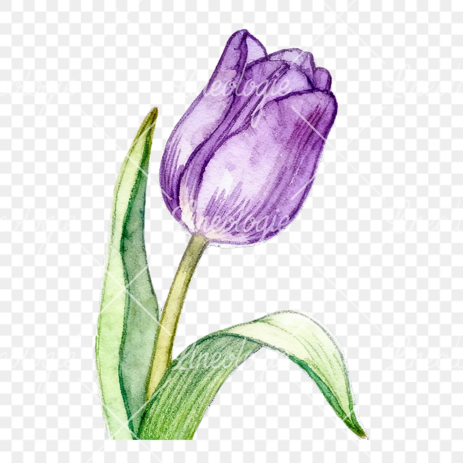 Watercolor pink purple white tulip clipart 8 of 9 on a transparent background (PNG)