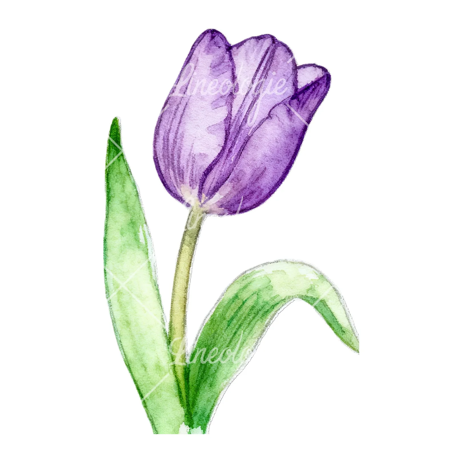 Watercolor pink purple white tulip clipart 9 of 9 on a white background (JPG)