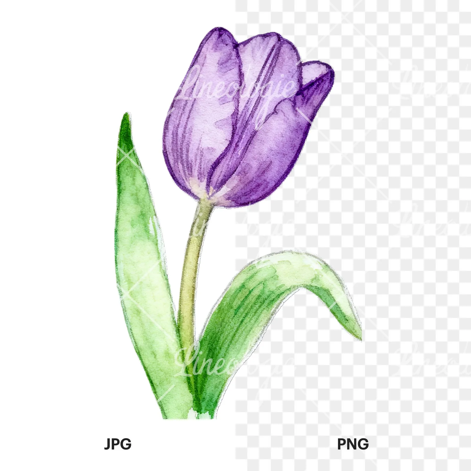 Watercolor pink purple white tulip clipart 9 of 9, as a JPG on white and a transparent PNG