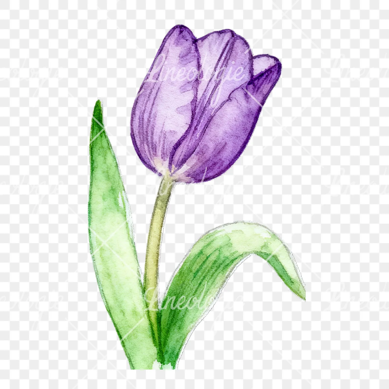 Watercolor pink purple white tulip clipart 9 of 9 on a transparent background (PNG)