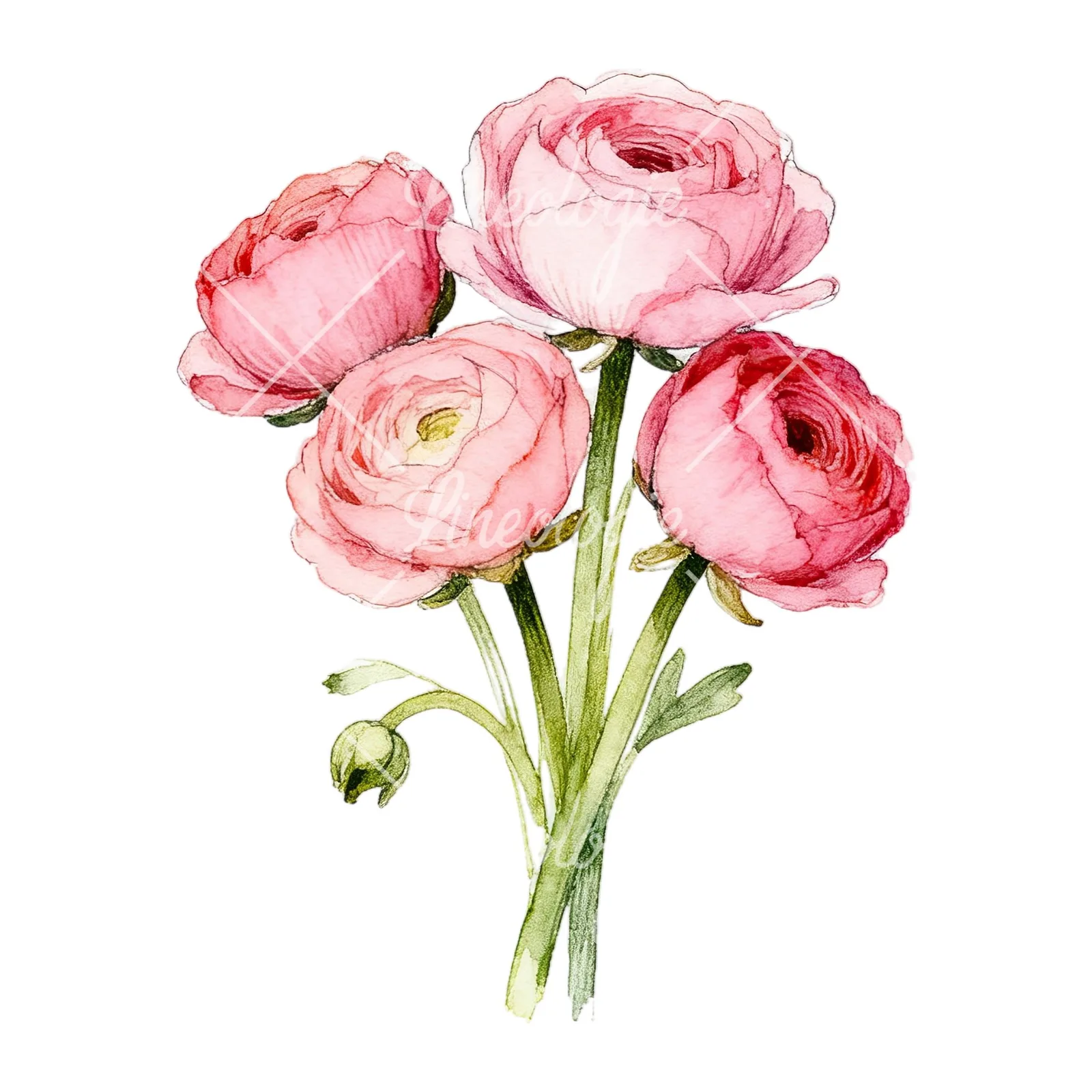 Watercolor blush pink ranunculus bouquet clipart 3 of 9 on a white background (JPG)