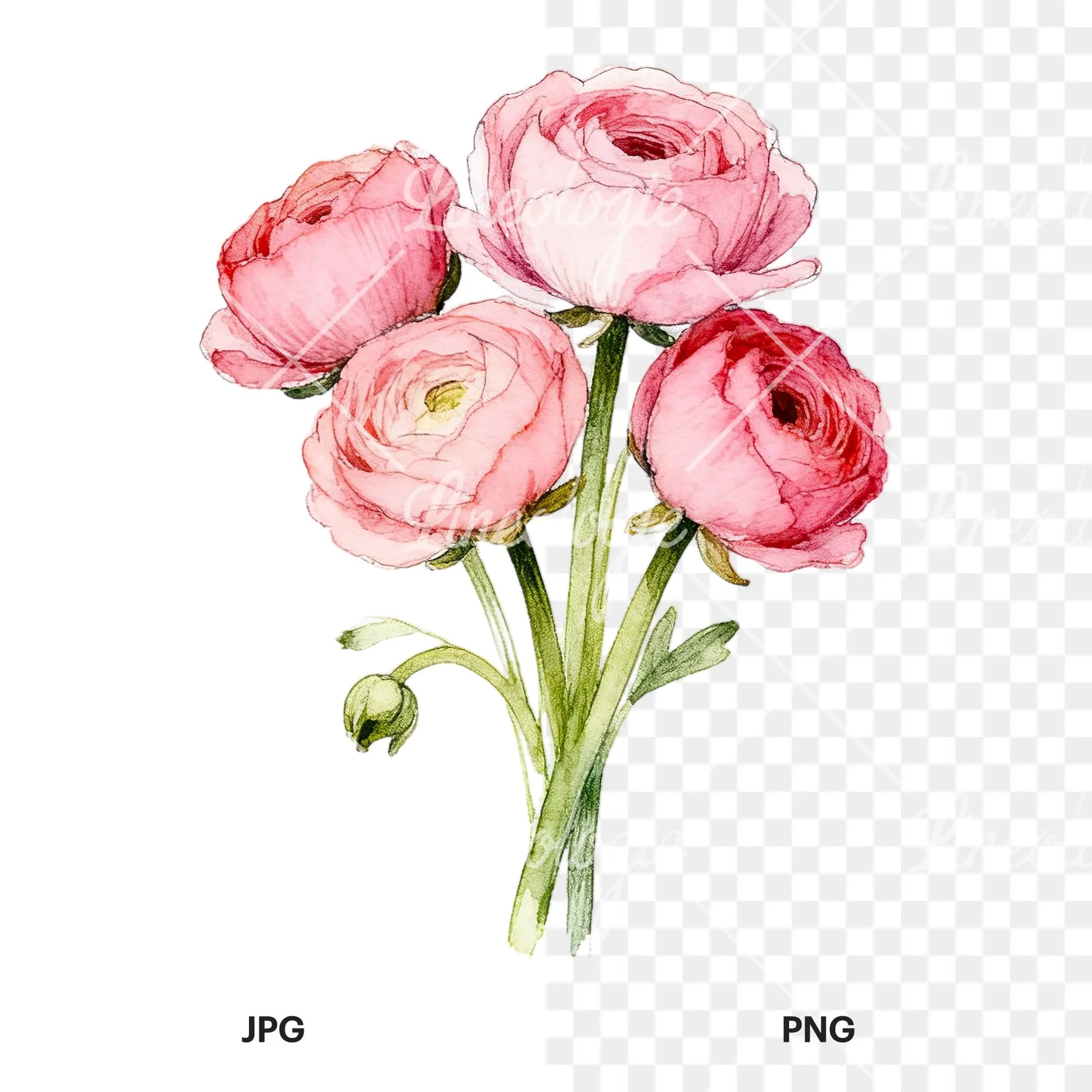 Watercolor blush pink ranunculus bouquet clipart 3 of 9, as a JPG on white and a transparent PNG