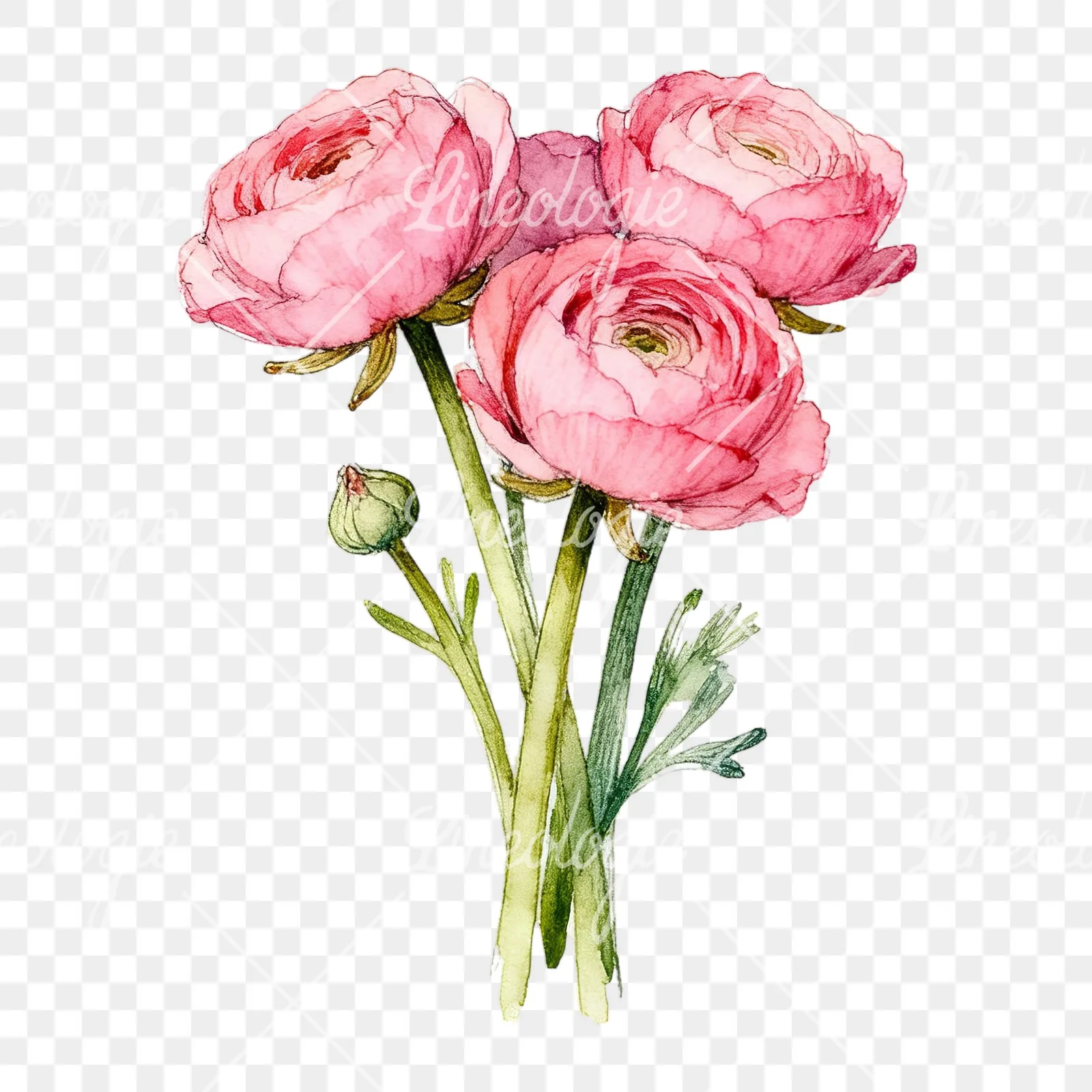 Watercolor blush pink ranunculus bouquet clipart 4 of 9 on a transparent background (PNG)