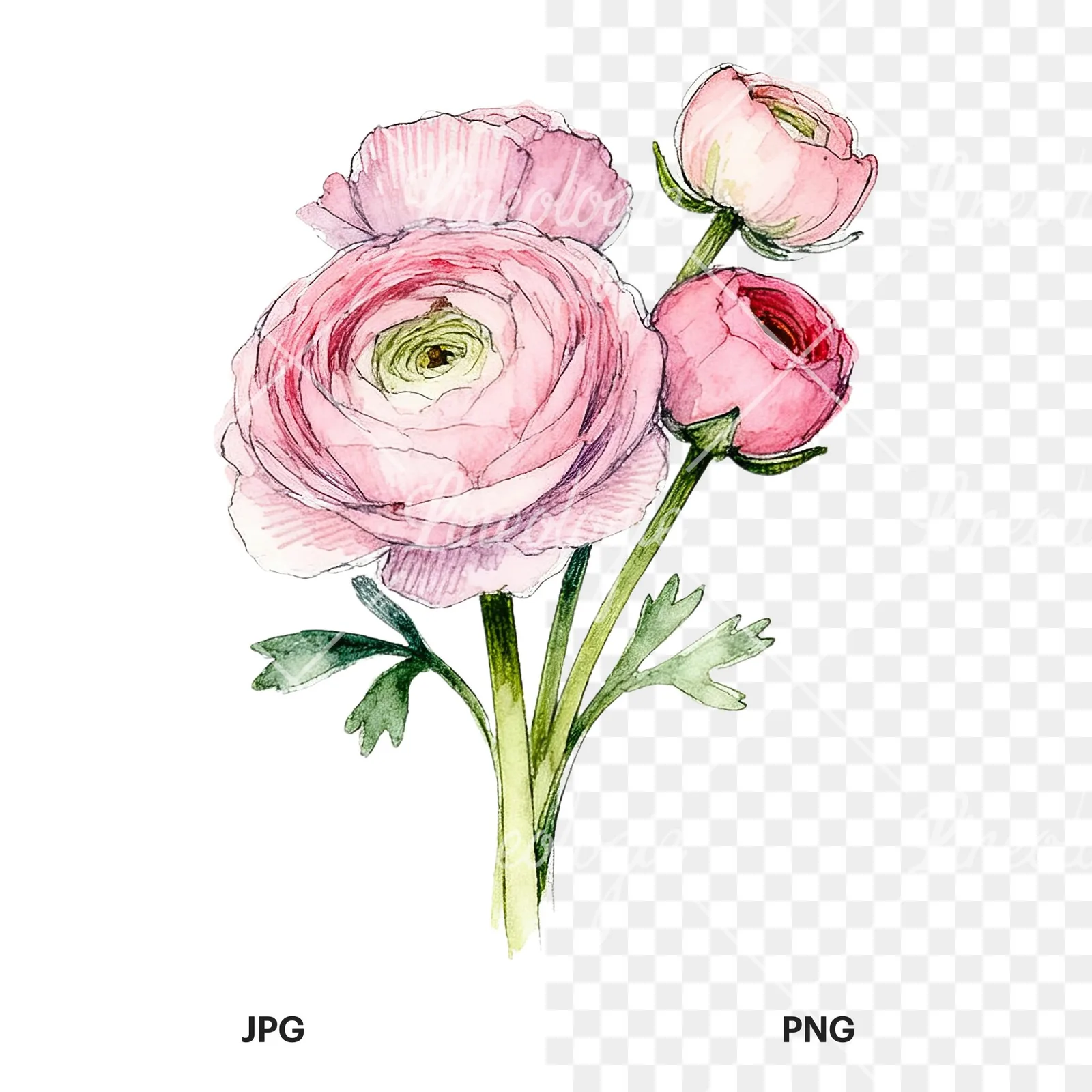 Watercolor pink ranunculus bouquet with sparse blooms clipart 3 of 9, as a JPG on white and a transparent PNG