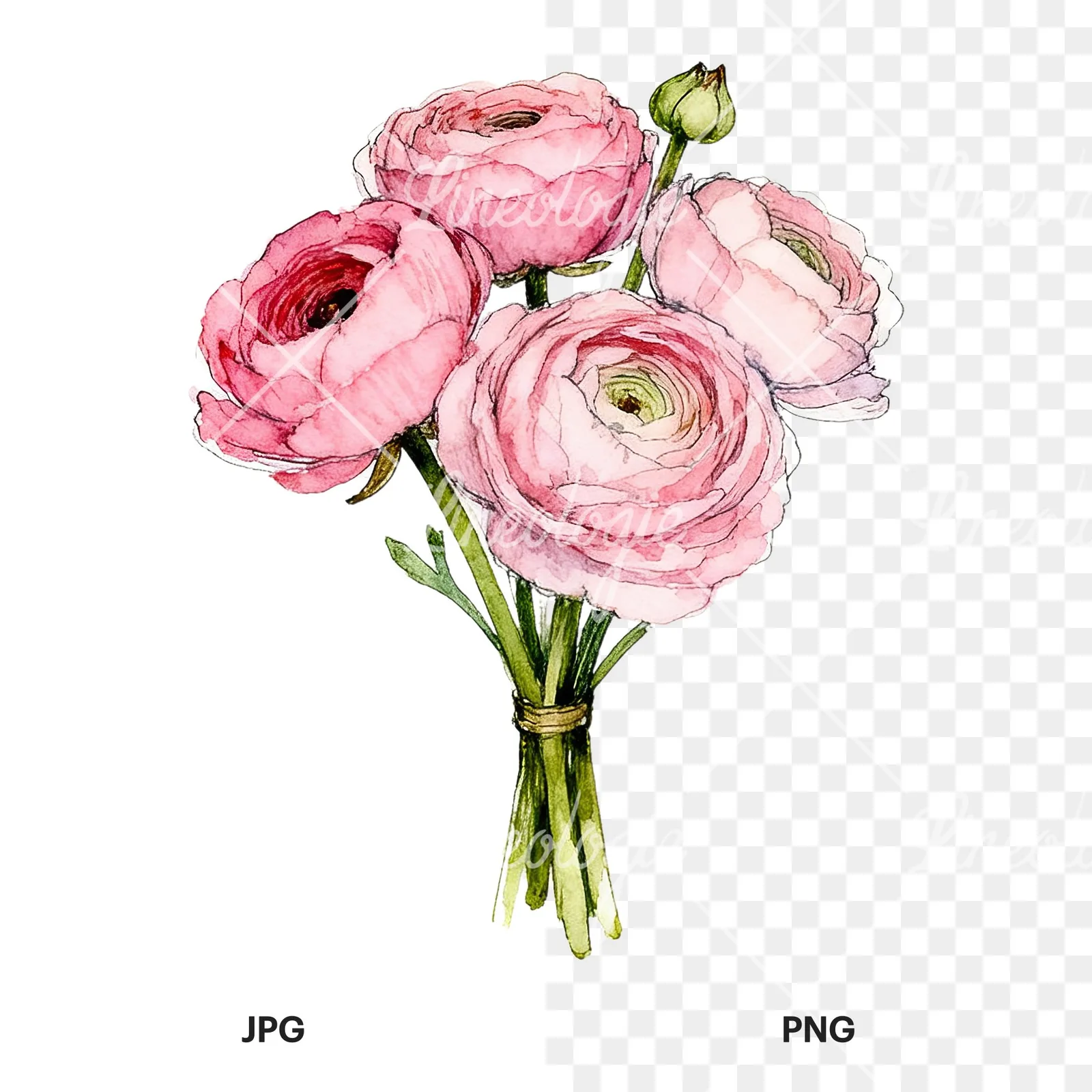 Watercolor pink ranunculus bouquet with sparse blooms clipart 4 of 9, as a JPG on white and a transparent PNG