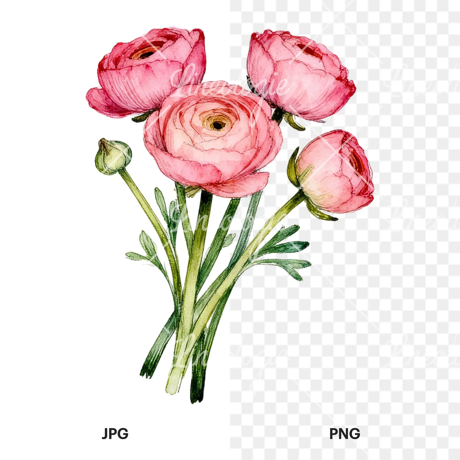 Watercolor pink ranunculus bouquet with open flowers clipart 5 of 9, as a JPG on white and a transparent PNG