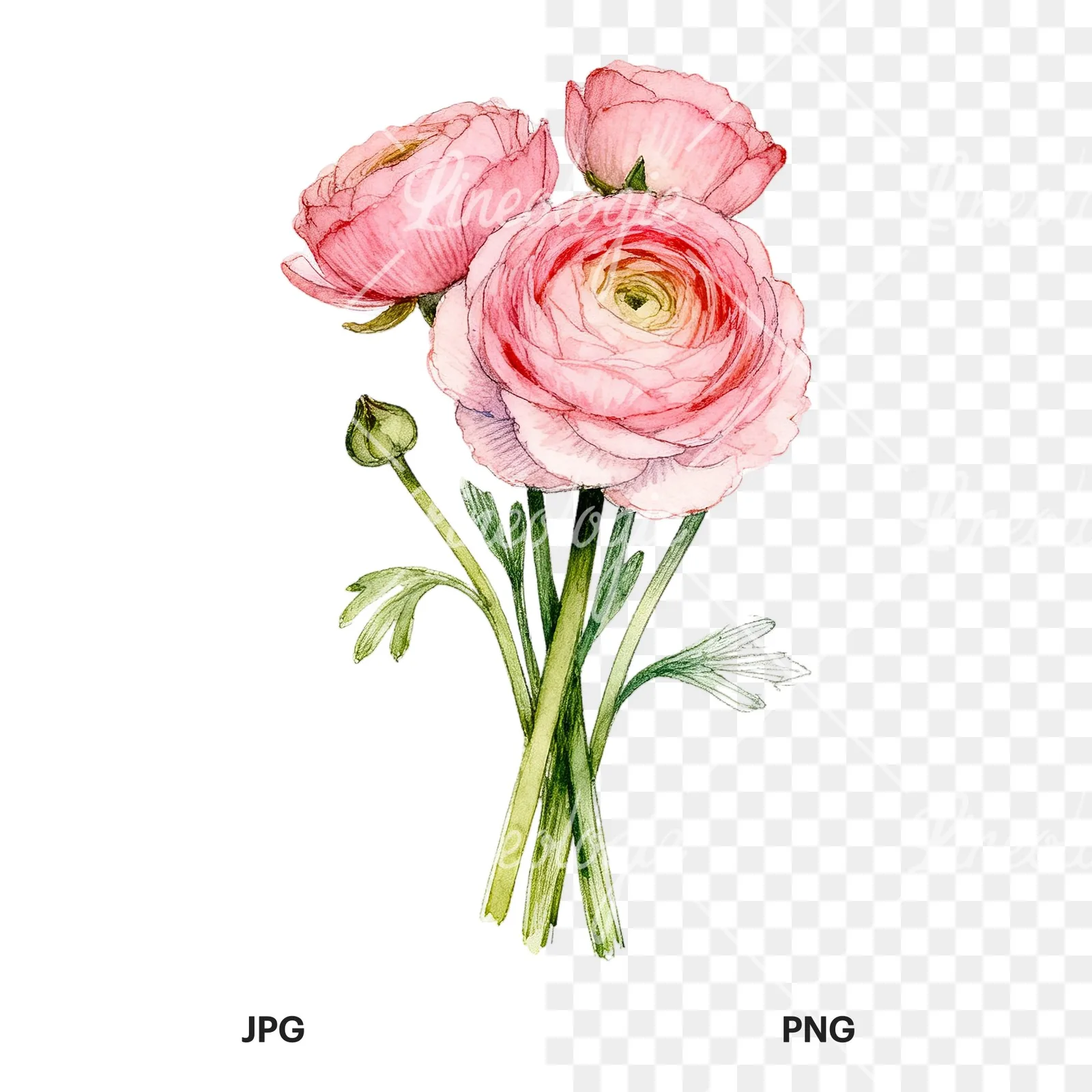 Watercolor pink ranunculus bouquet with open flowers clipart 8 of 9, as a JPG on white and a transparent PNG