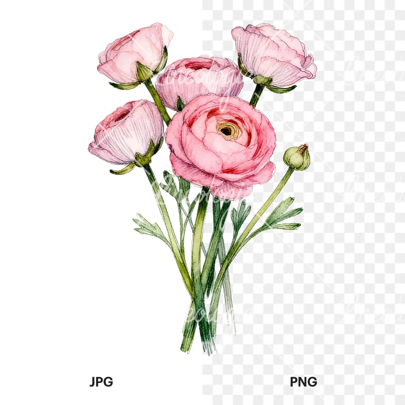 Watercolor pink ranunculus bouquet with open flowers clipart 9 of 9, as a JPG on white and a transparent PNG