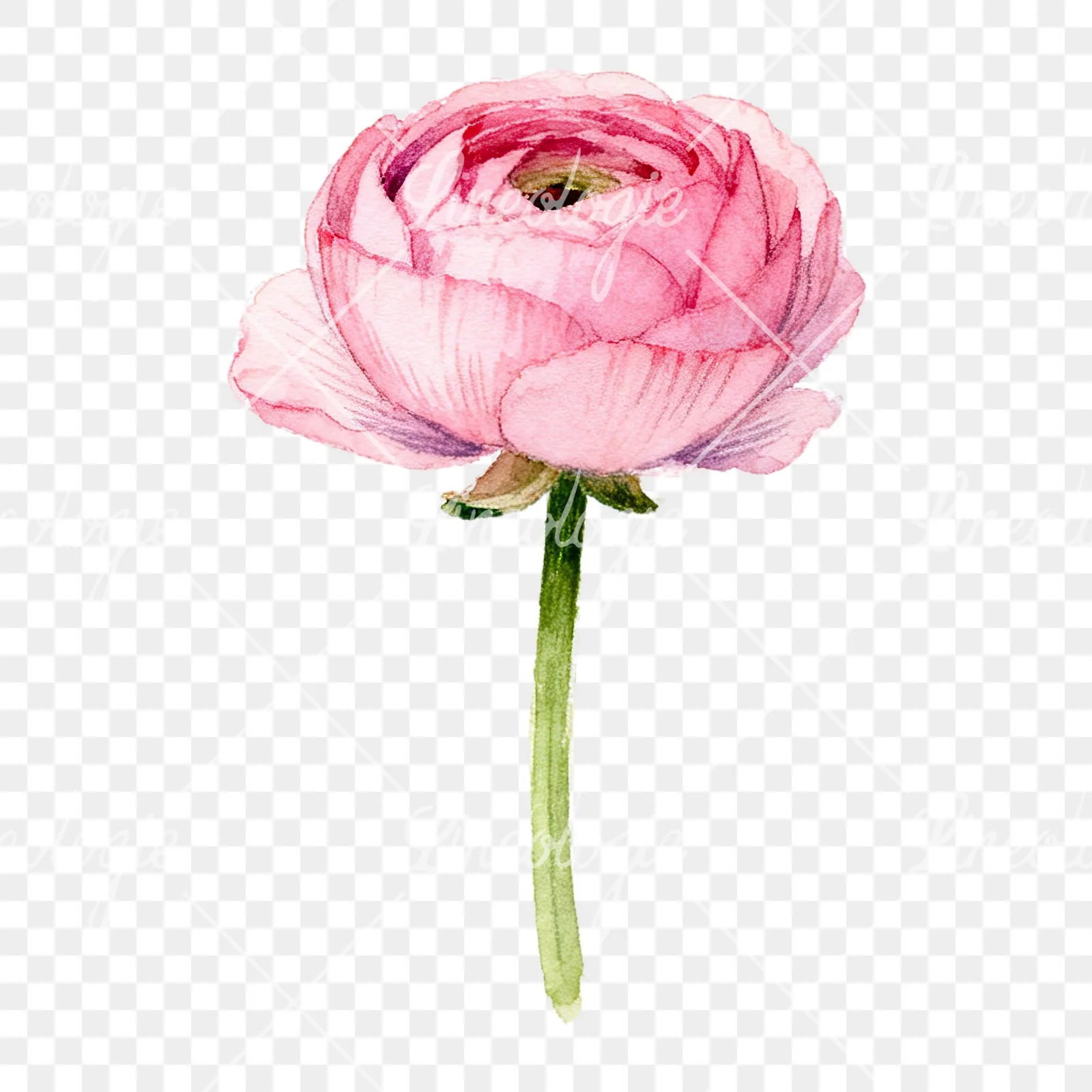 Watercolor pink ranunculus flower clipart 1 of 9 on a transparent background (PNG)