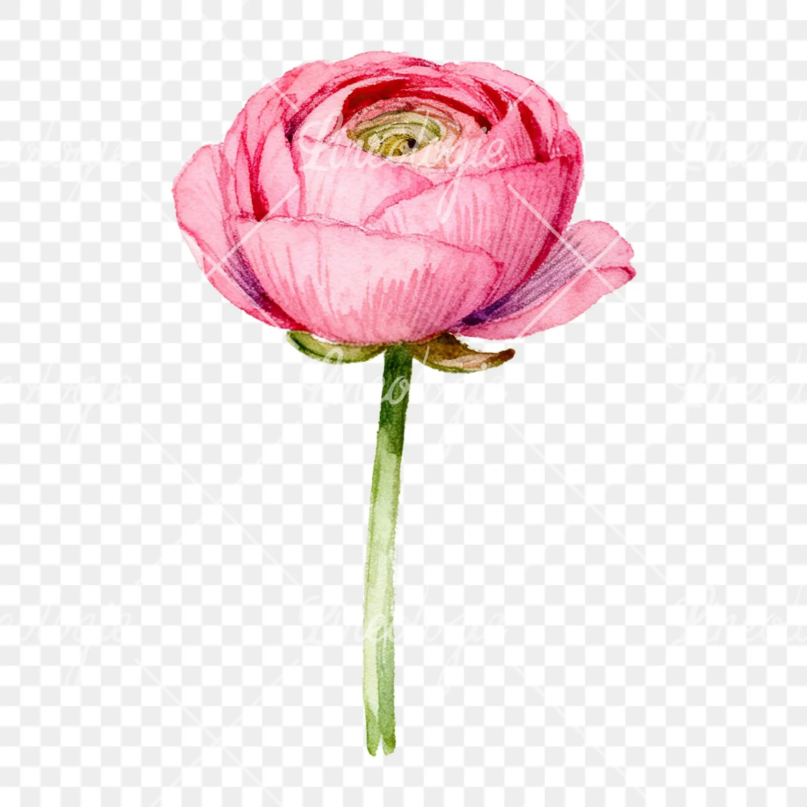 Watercolor pink ranunculus flower clipart 2 of 9 on a transparent background (PNG)
