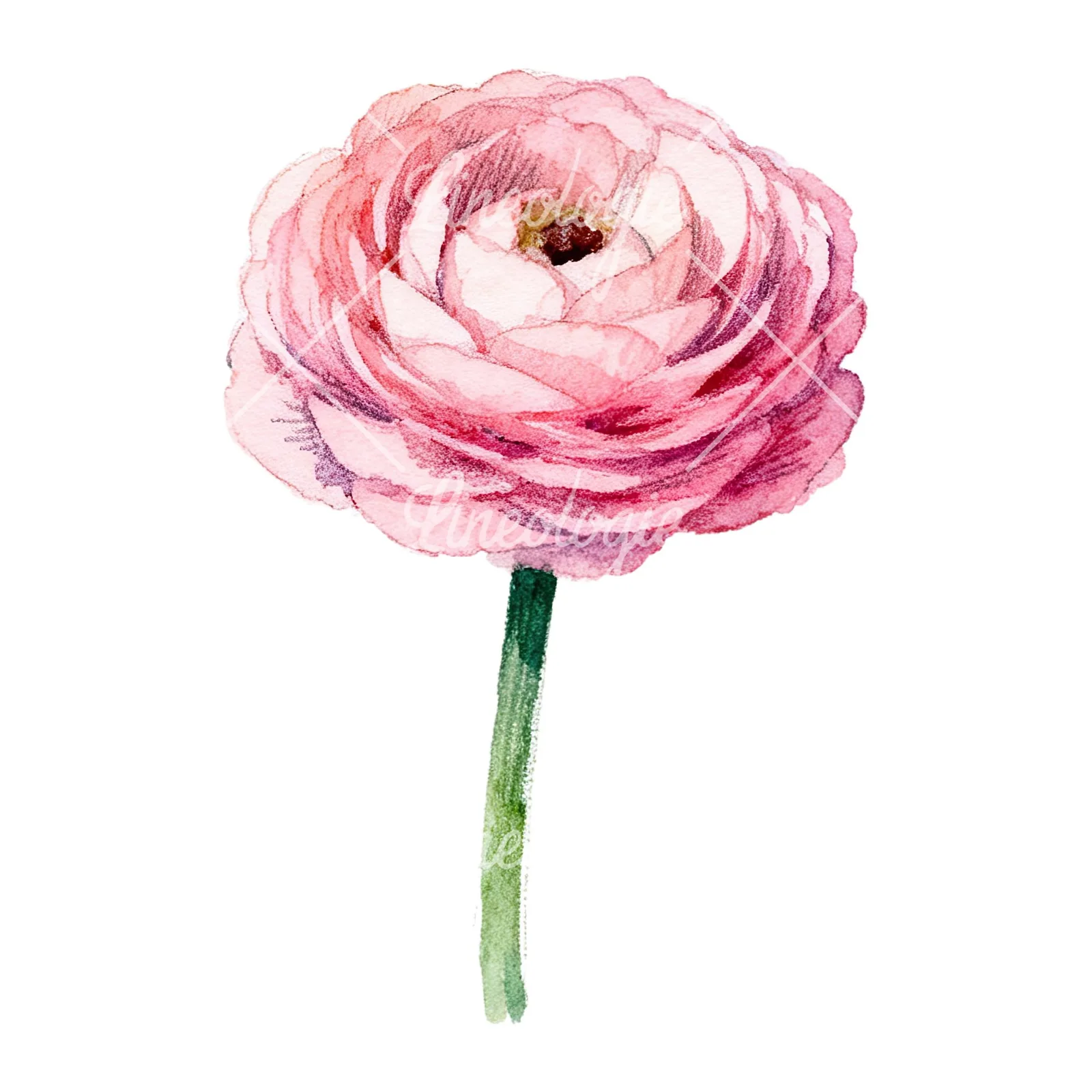 Watercolor pink ranunculus flower clipart 3 of 9 on a white background (JPG)