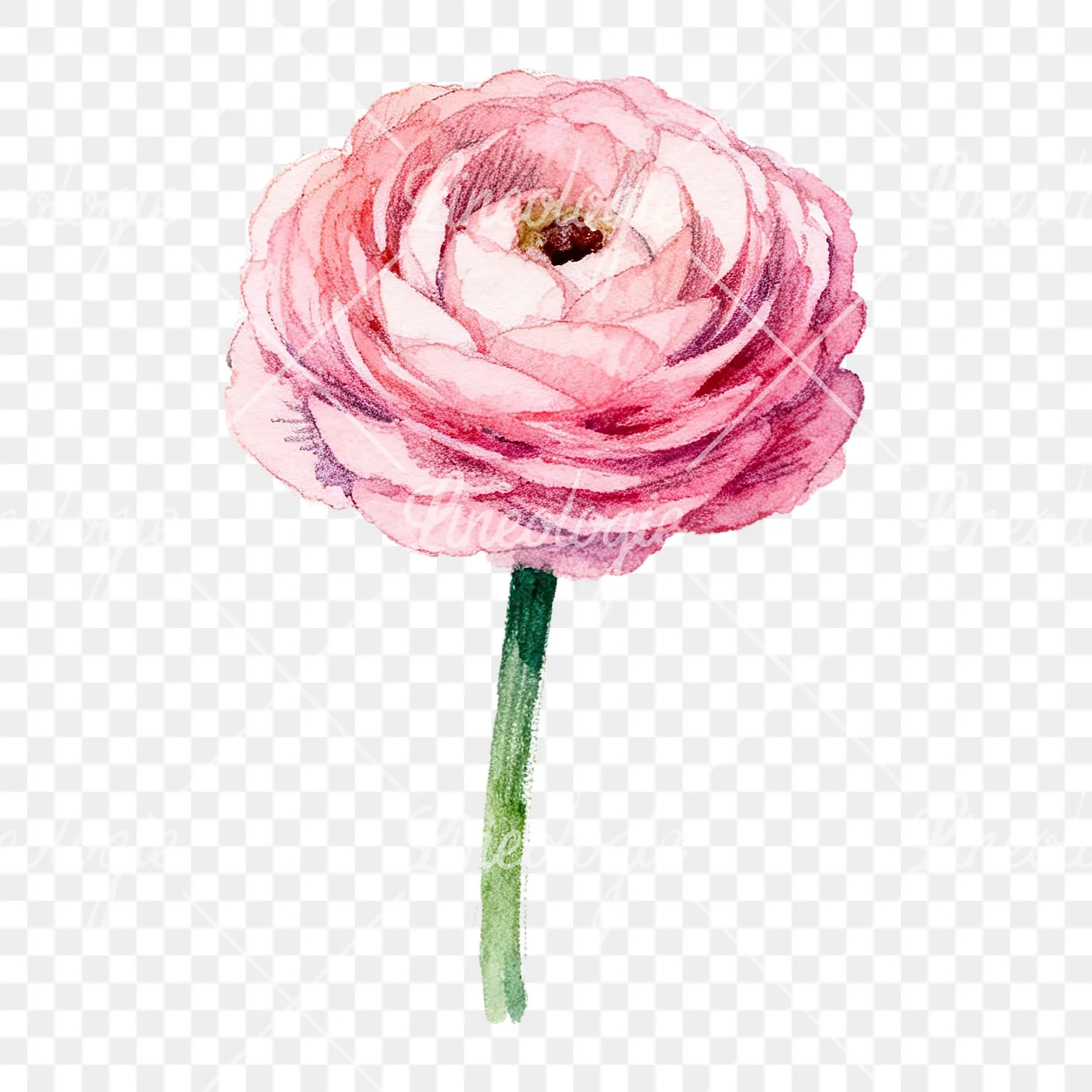 Watercolor pink ranunculus flower clipart 3 of 9 on a transparent background (PNG)
